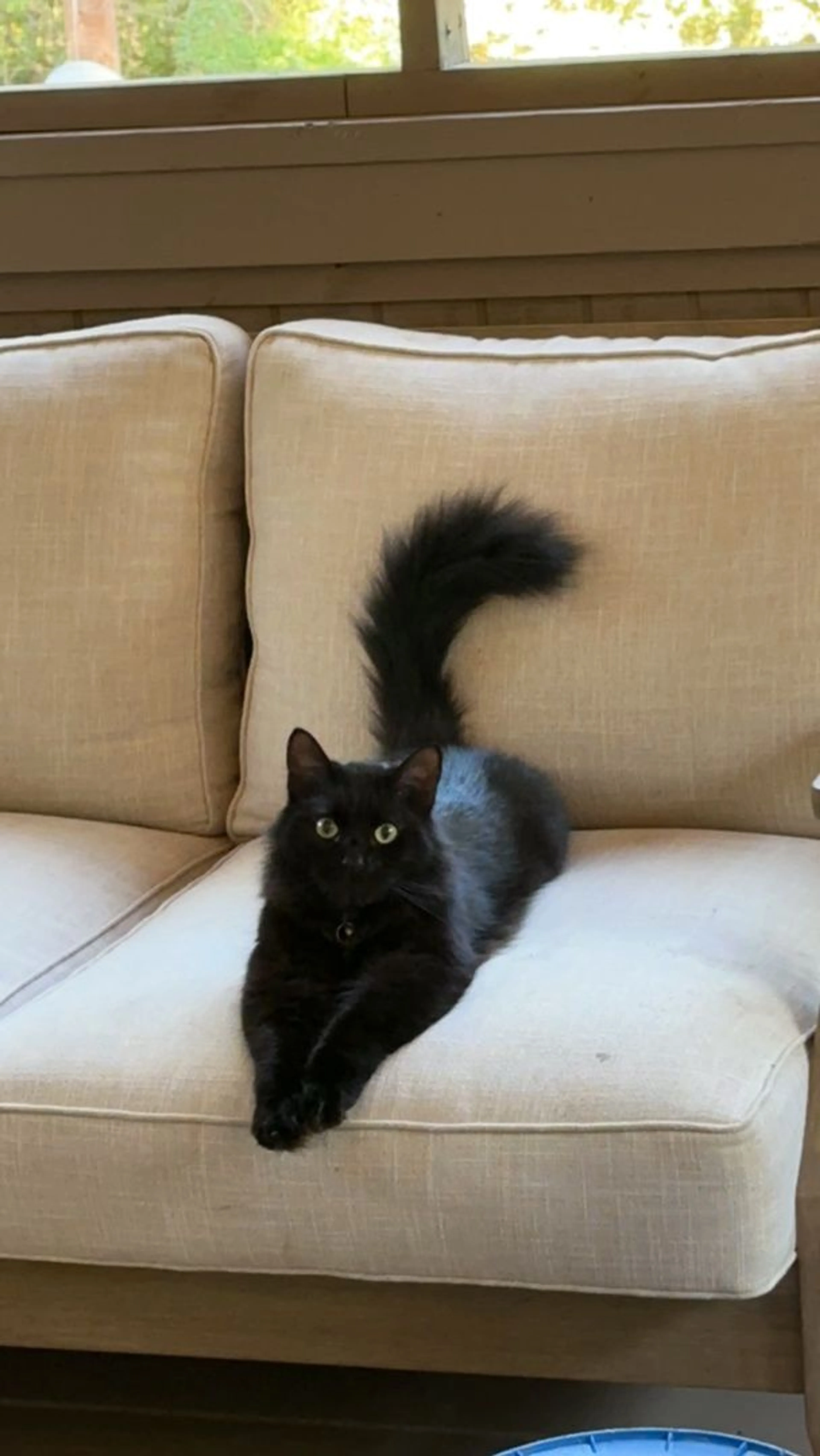 Lost pet-2