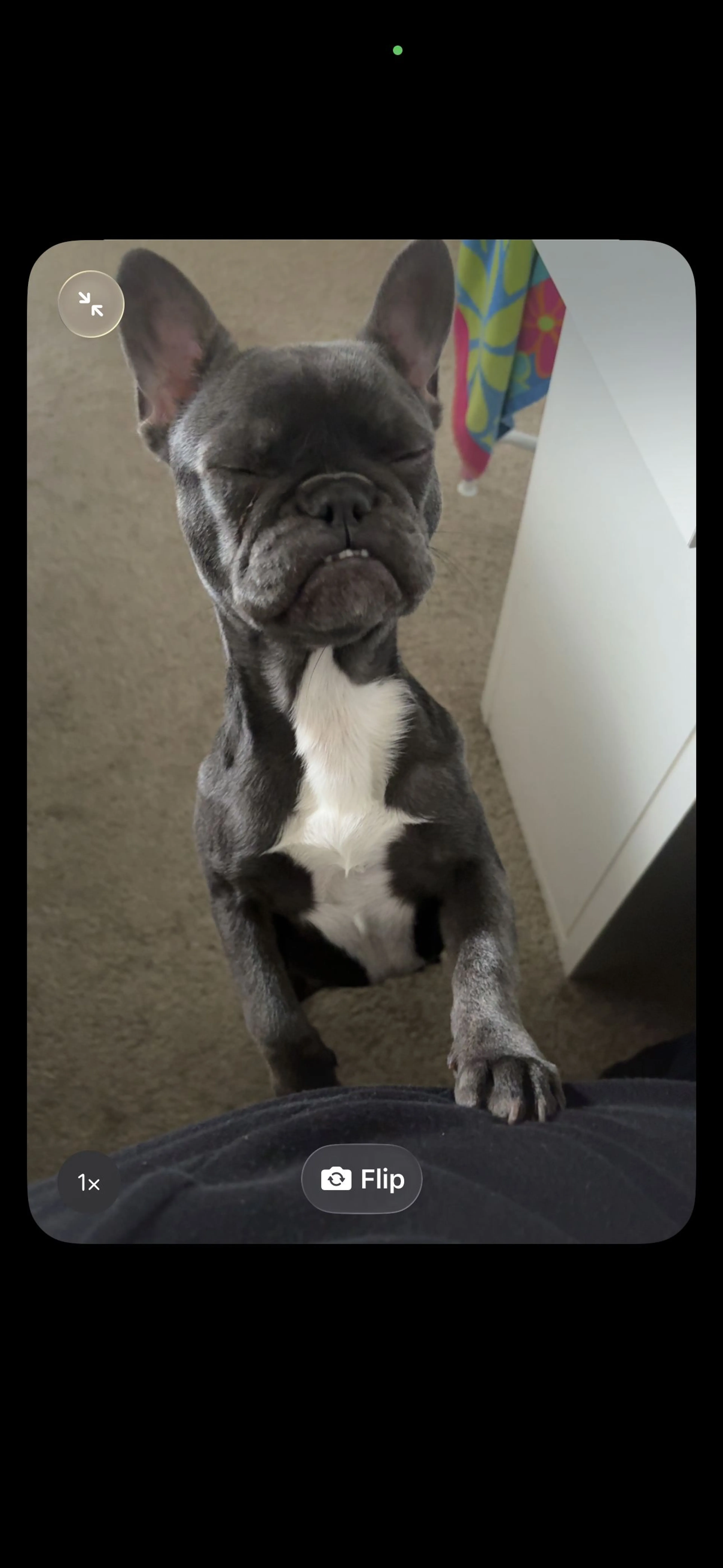 Lost pet-3