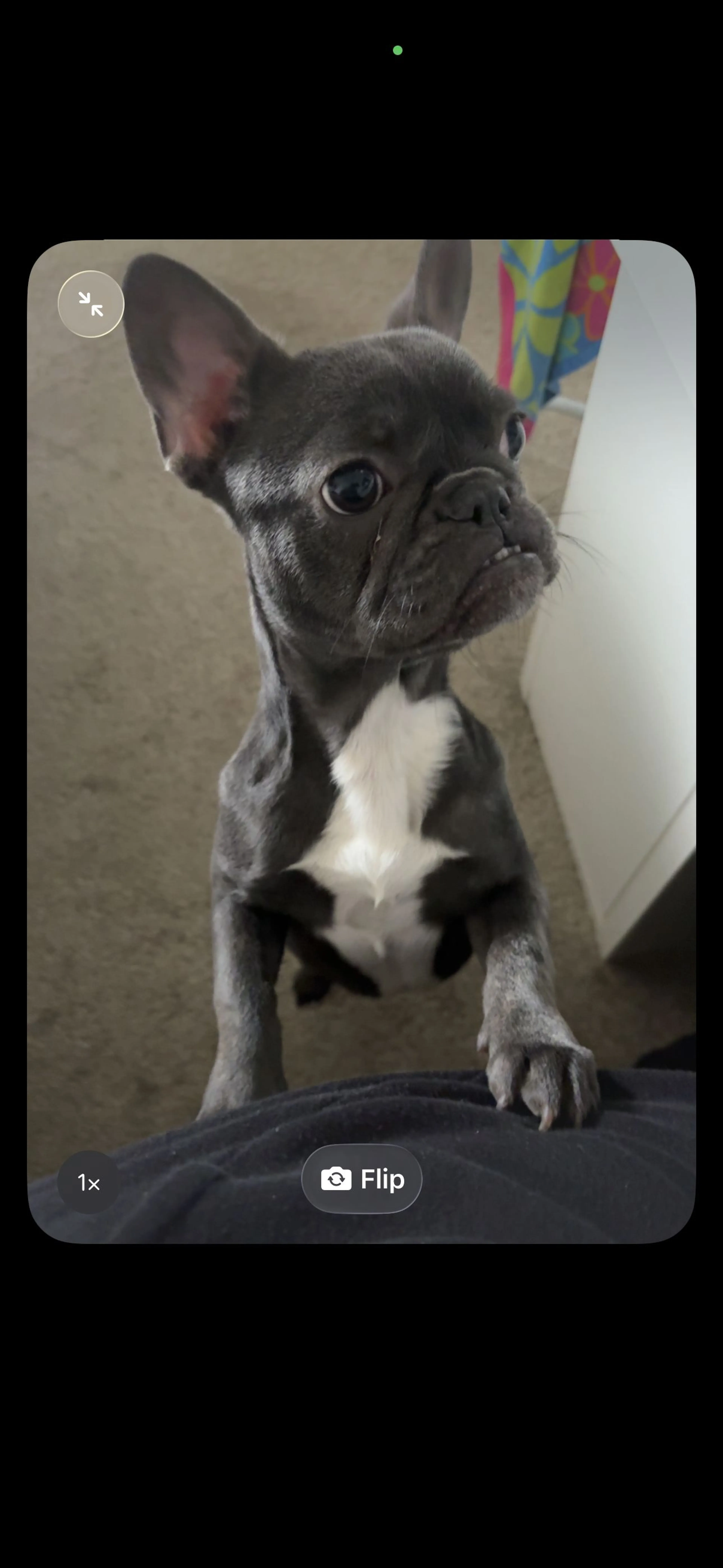 Lost pet-1