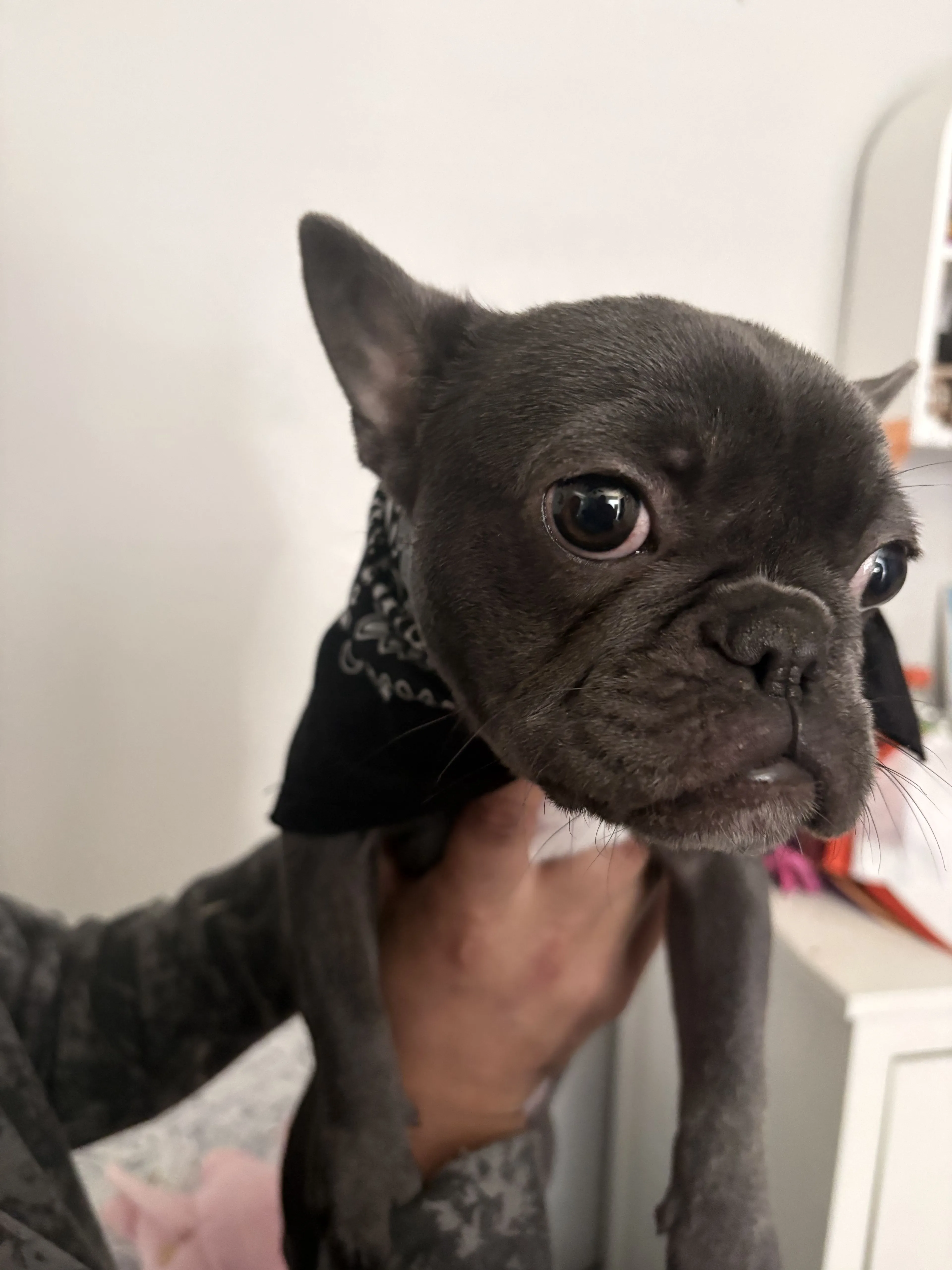 Lost pet-4