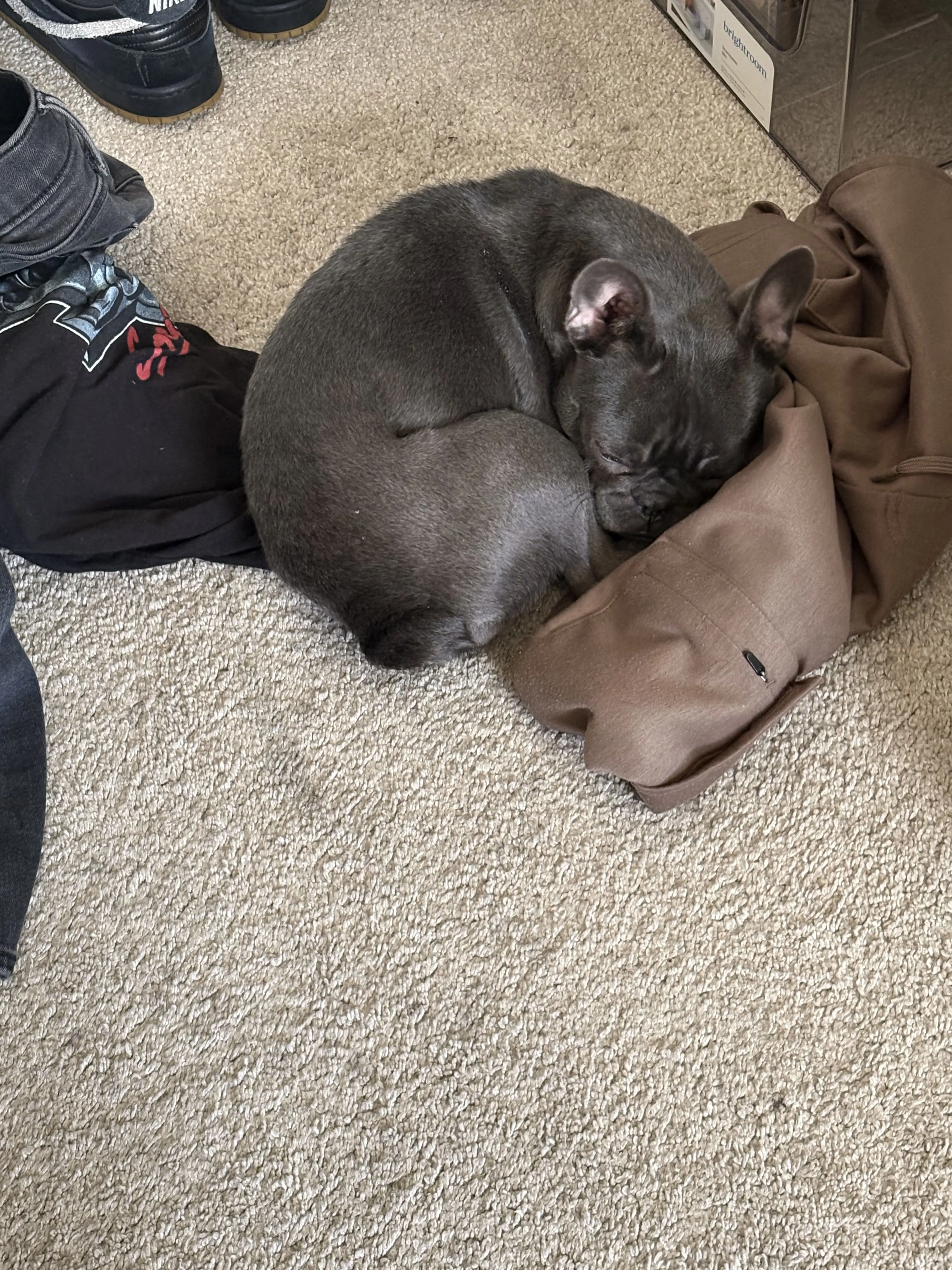 Lost pet-2