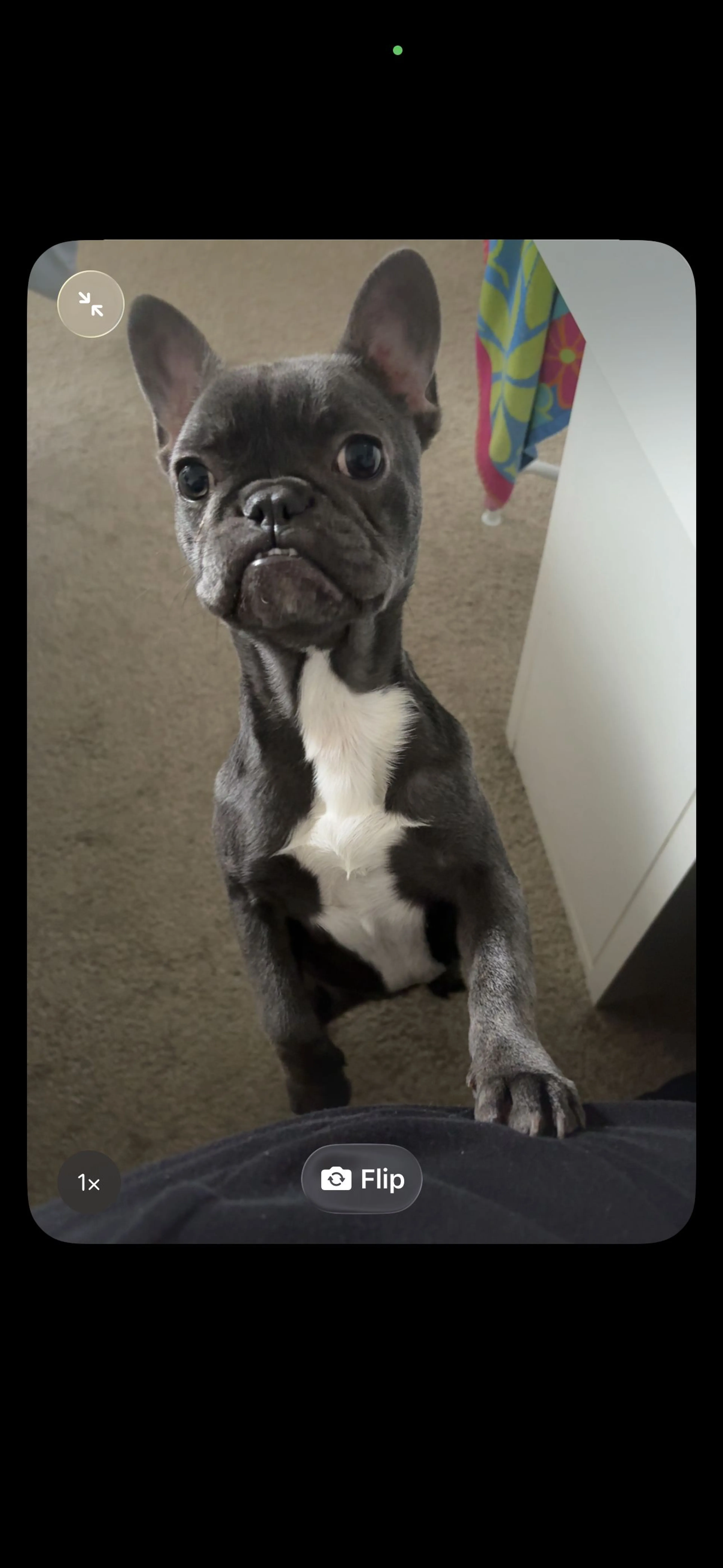 Lost pet-0