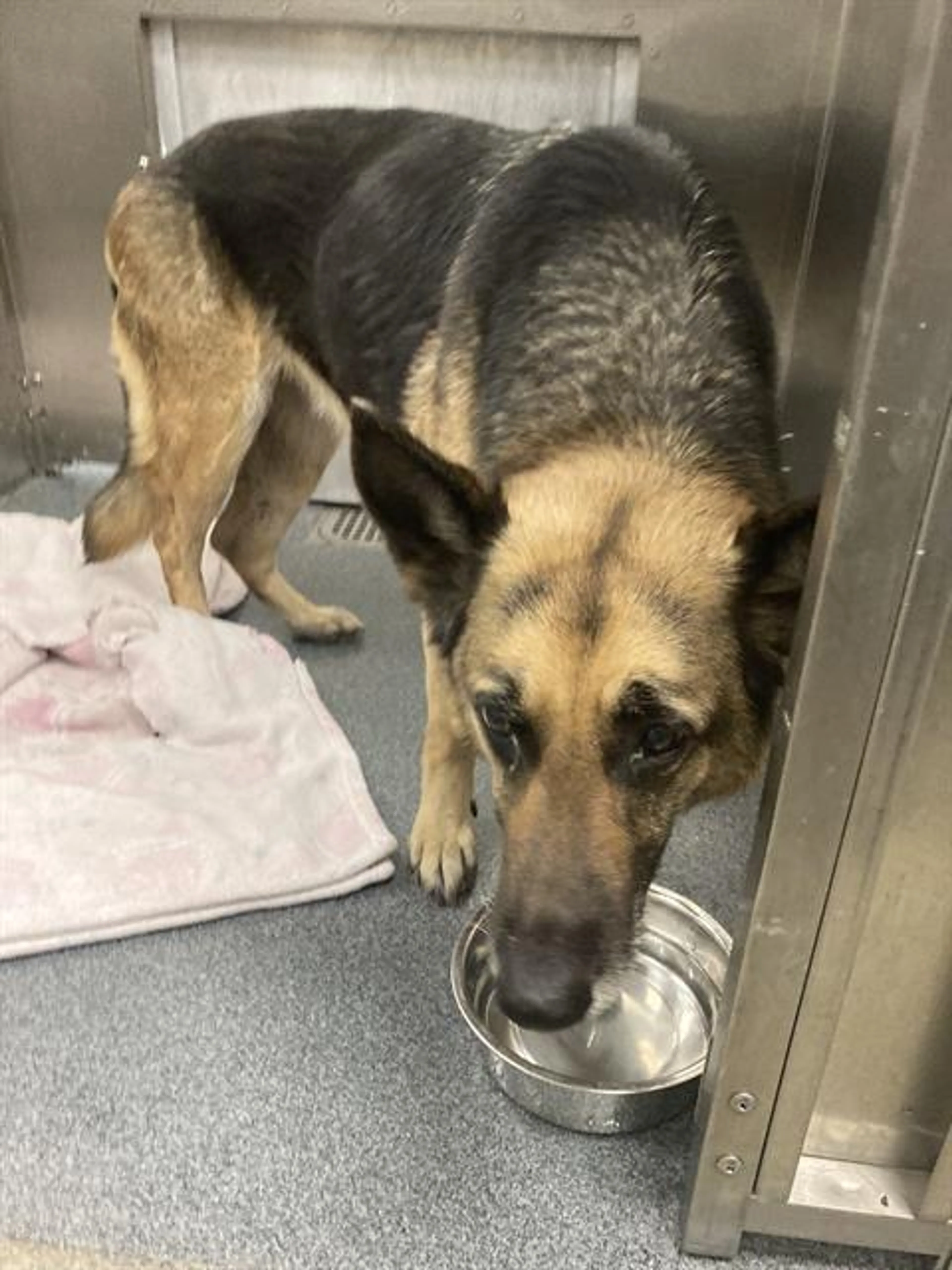 Found pet