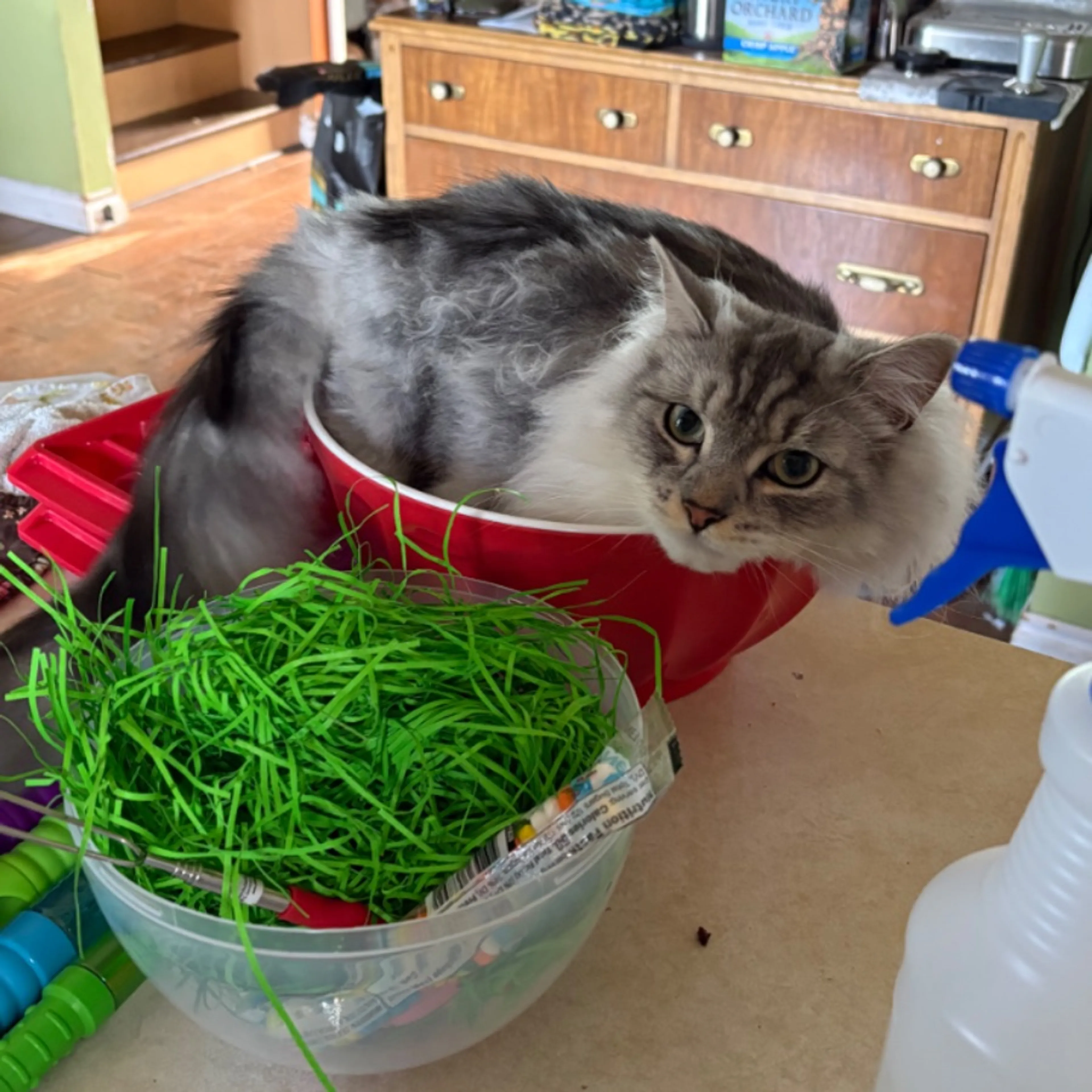 Lost pet-0