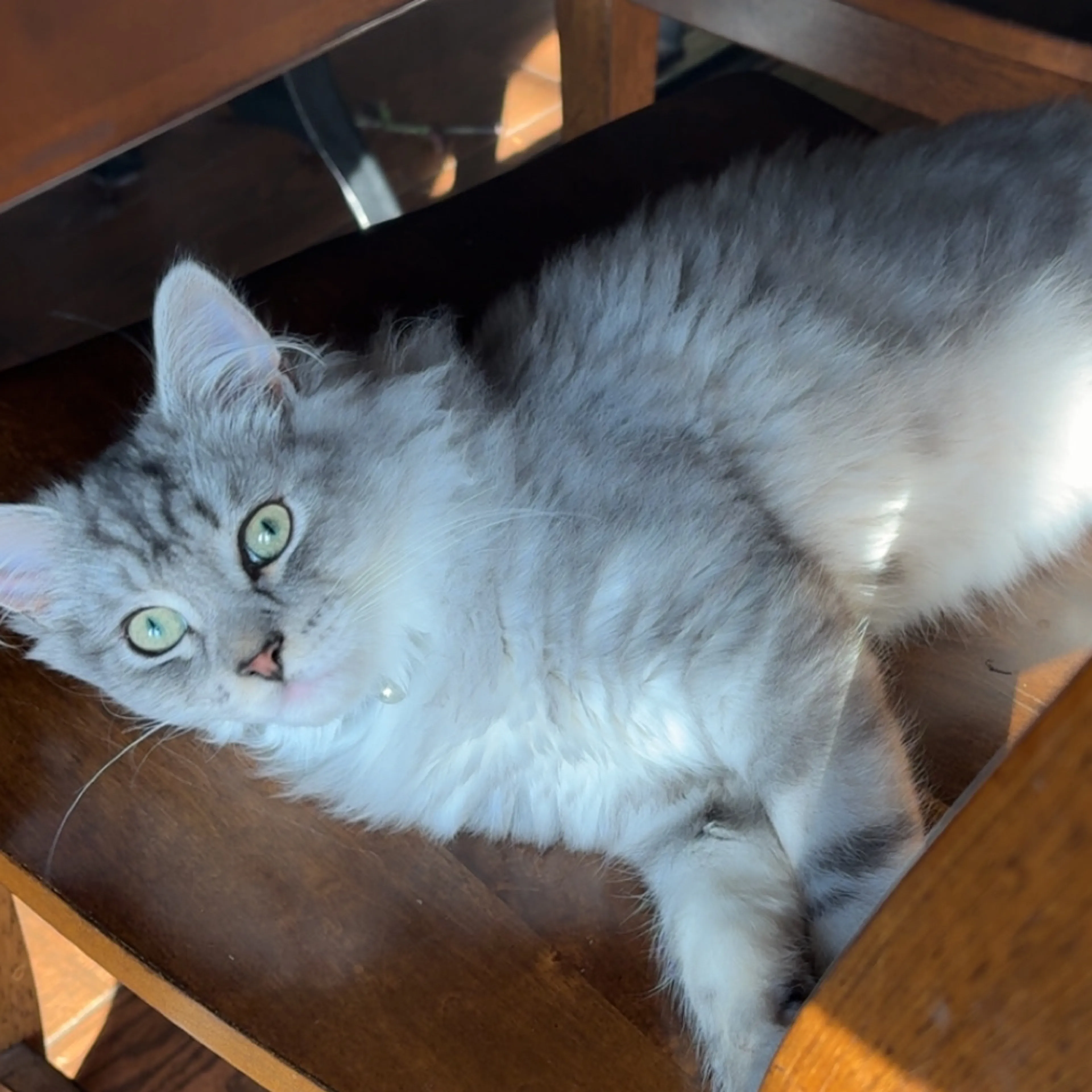 Lost pet-2