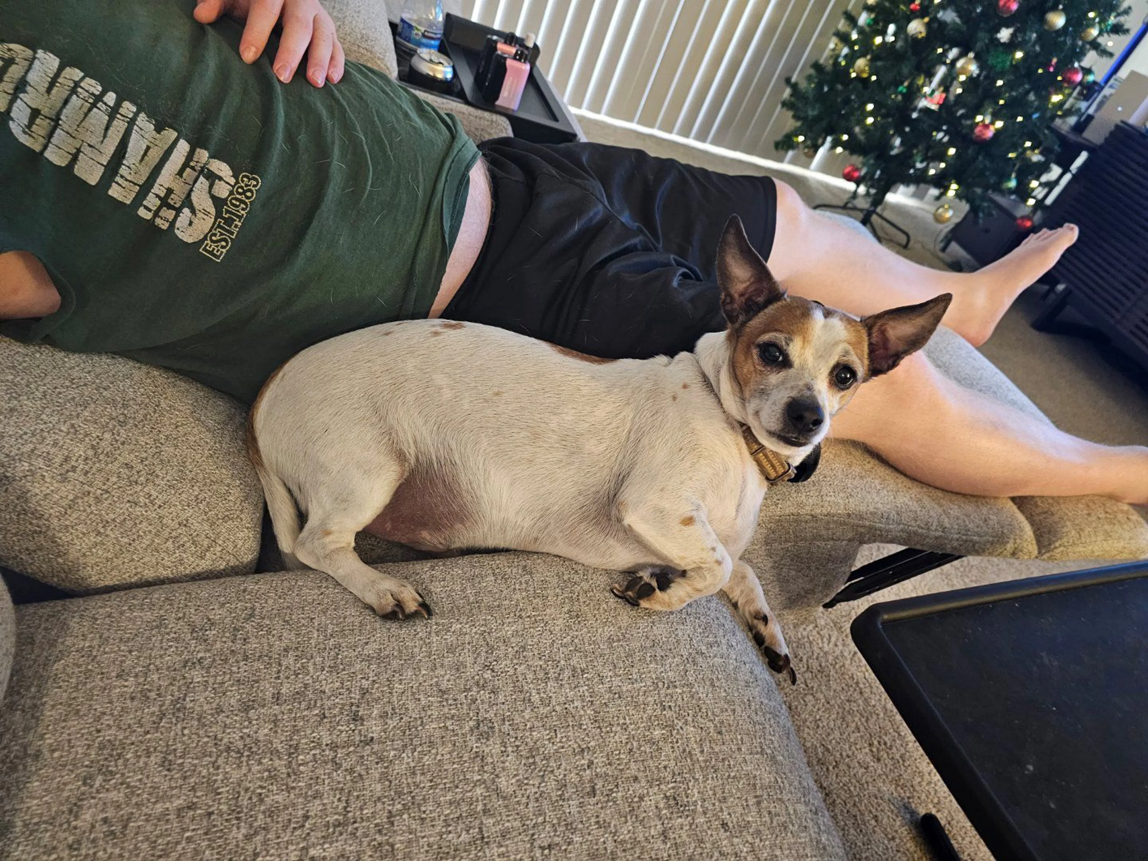 Lost pet-4