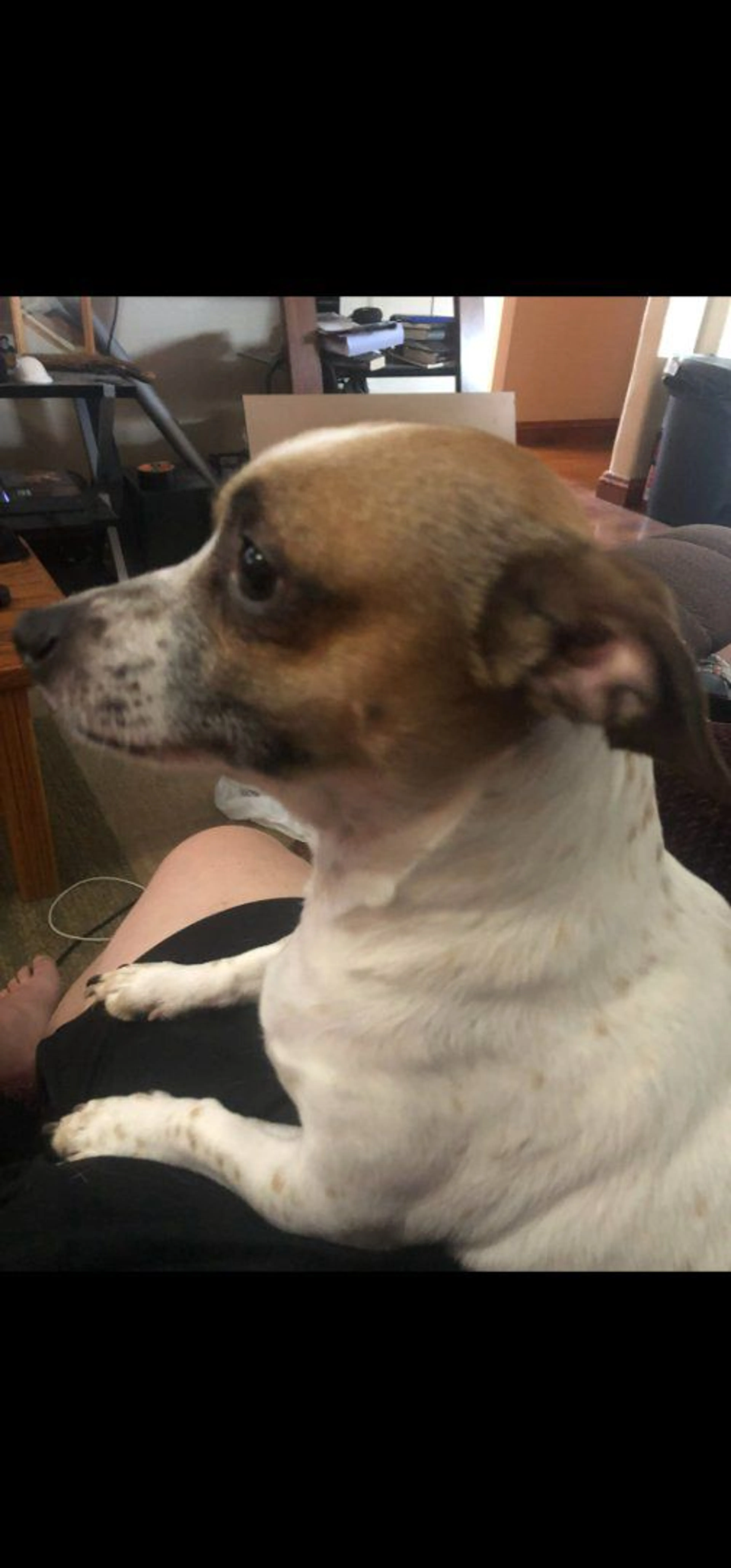 Lost pet-2