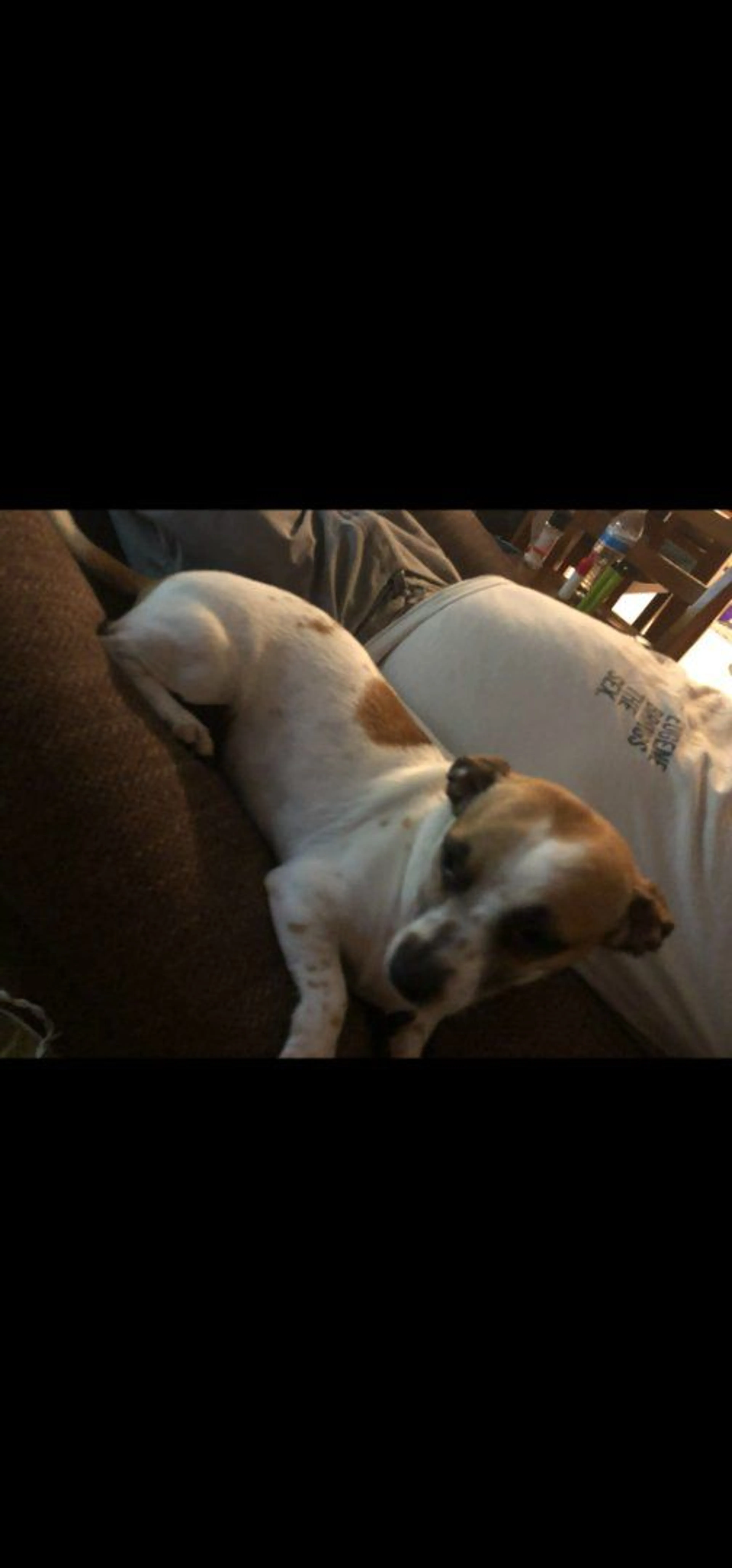 Lost pet-0