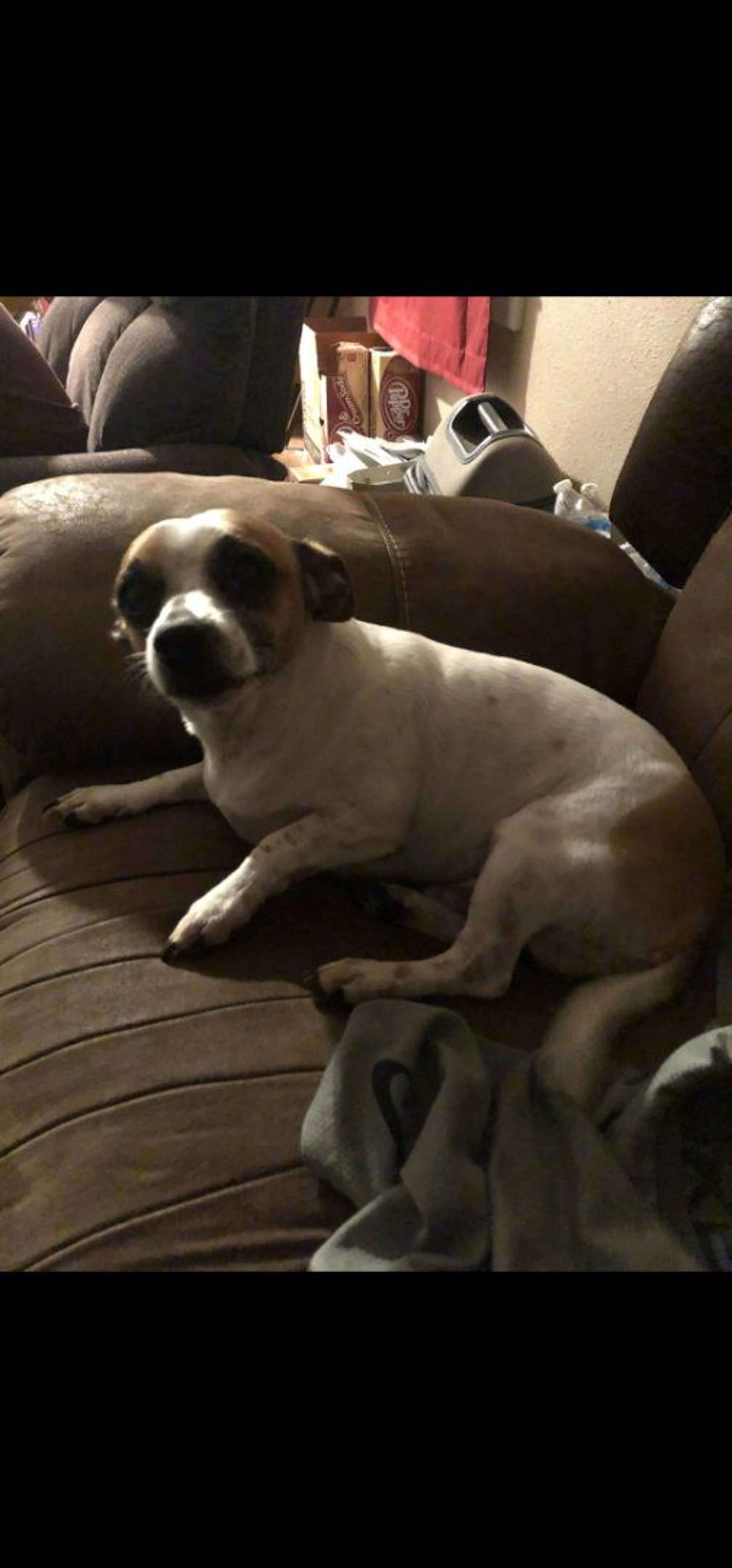 Lost pet-1