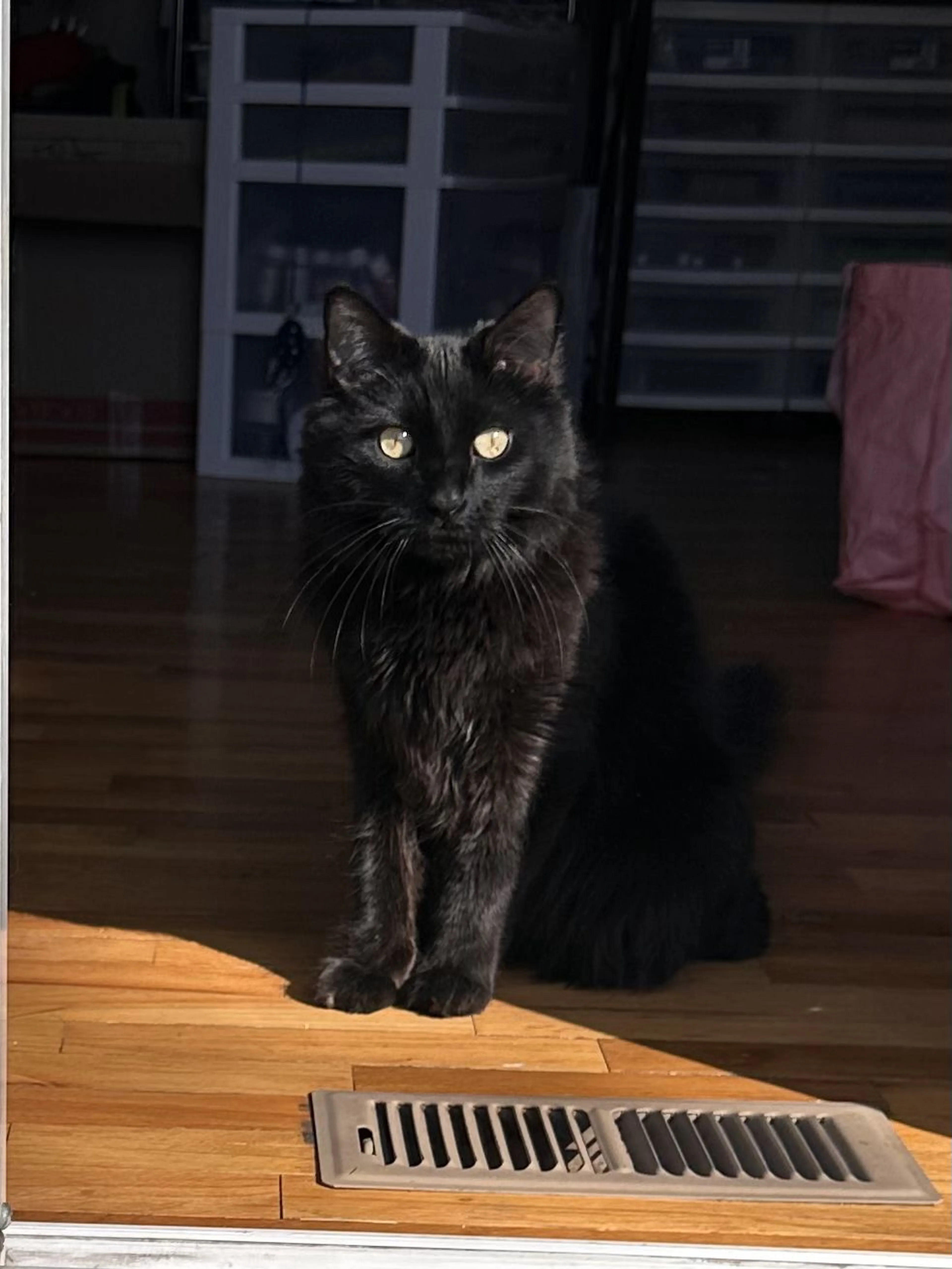 Lost pet-1