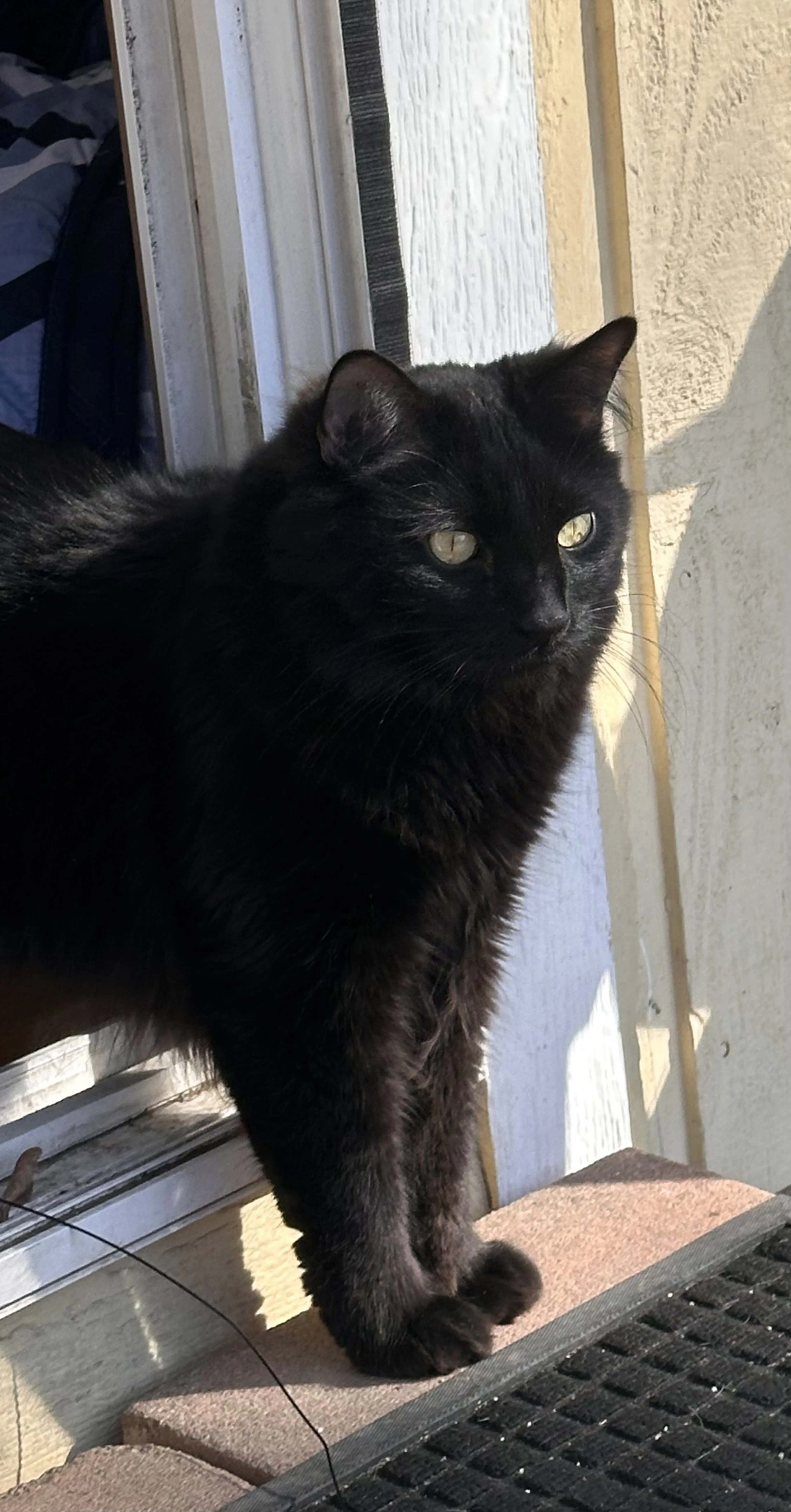 Lost pet-2