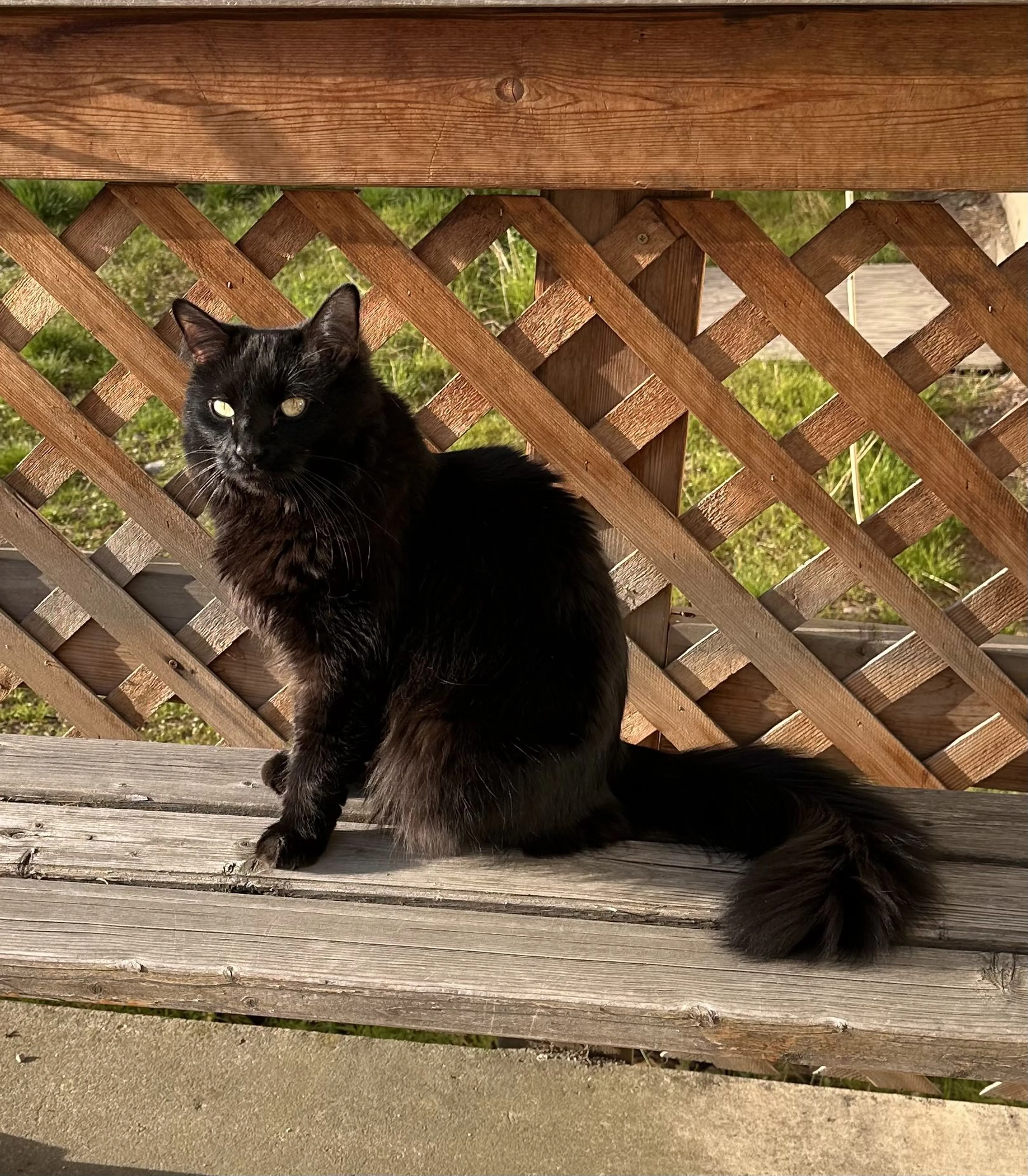 Lost pet-0