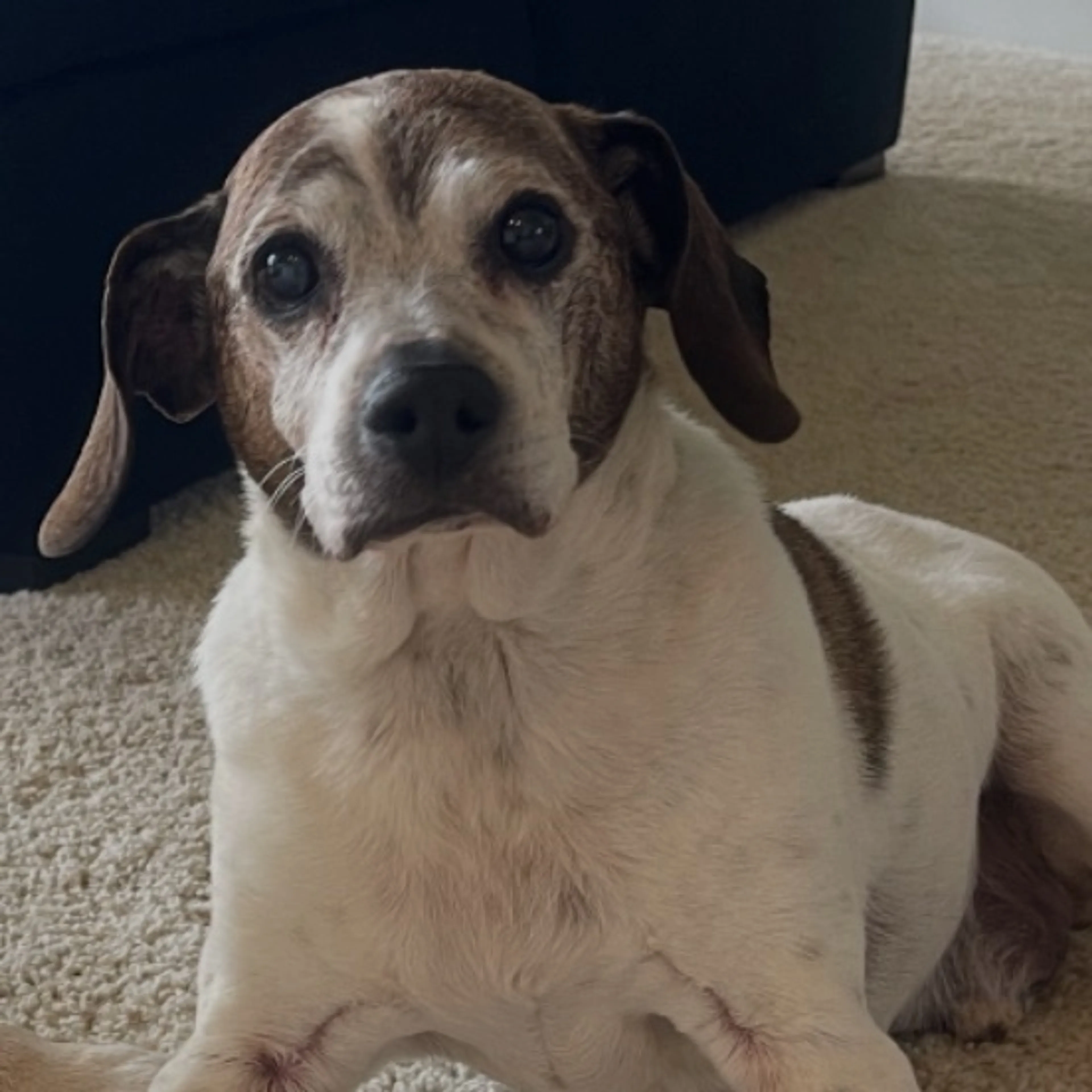 Lost pet