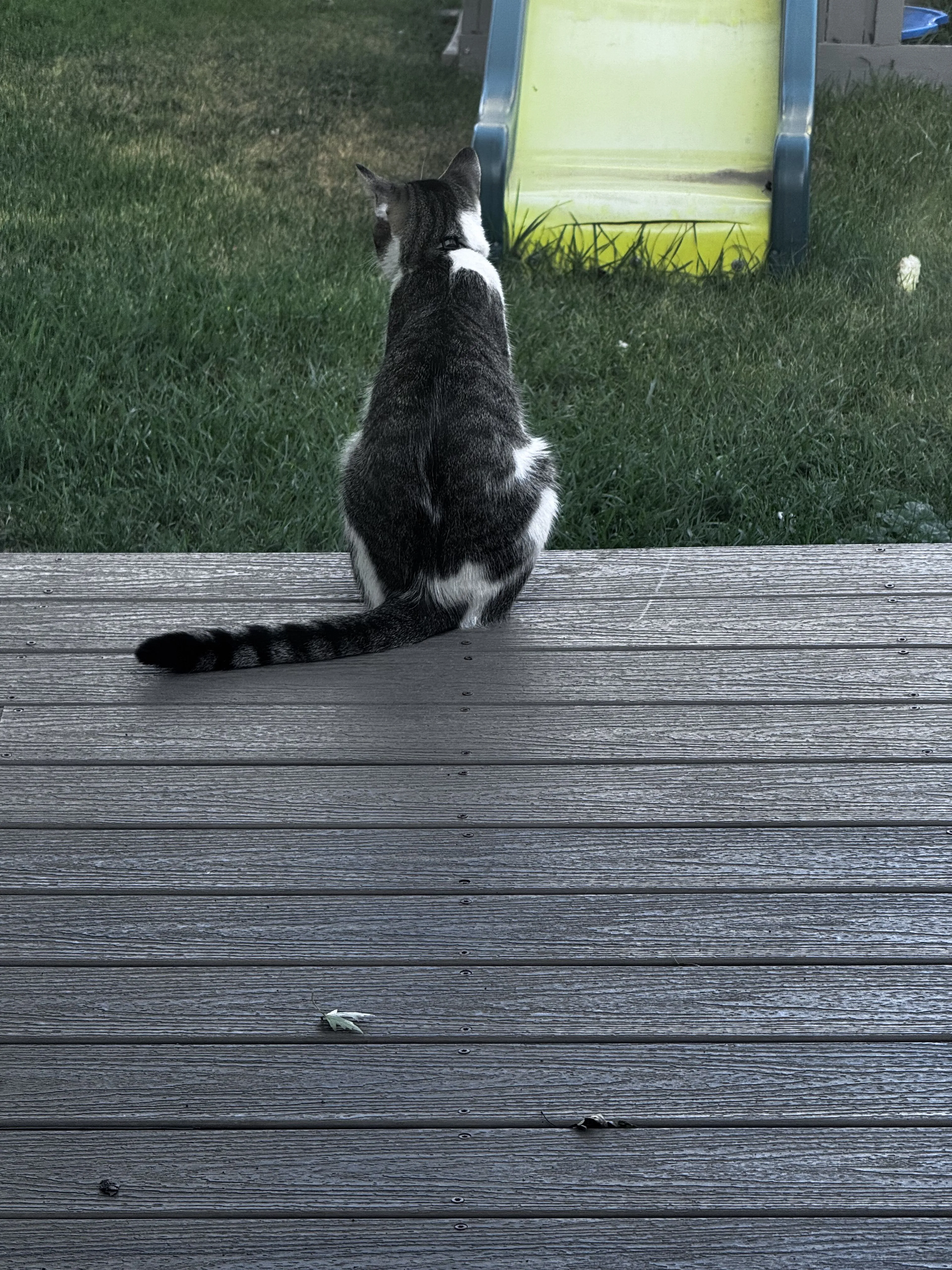 Lost pet-1