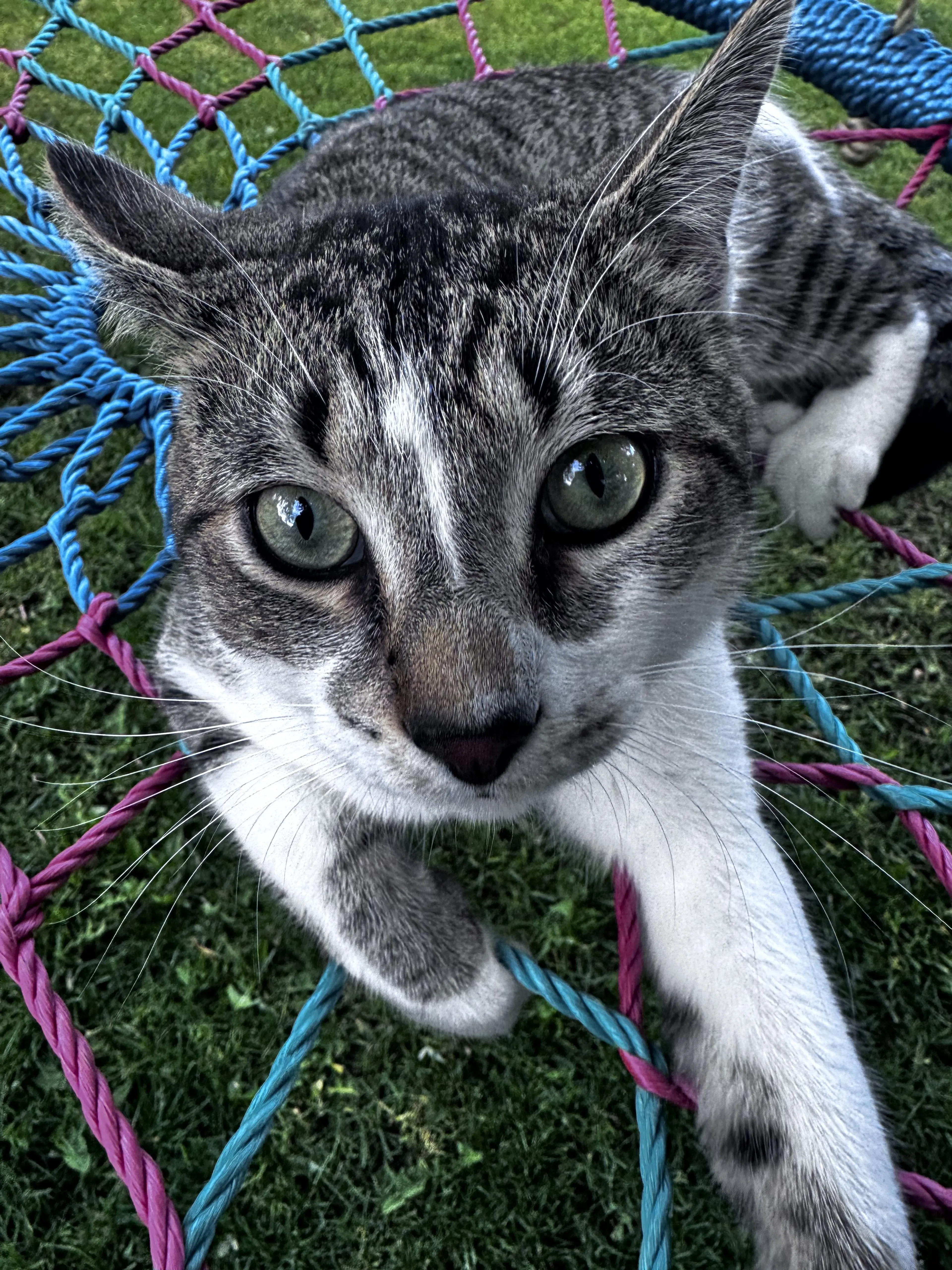 Lost pet-0