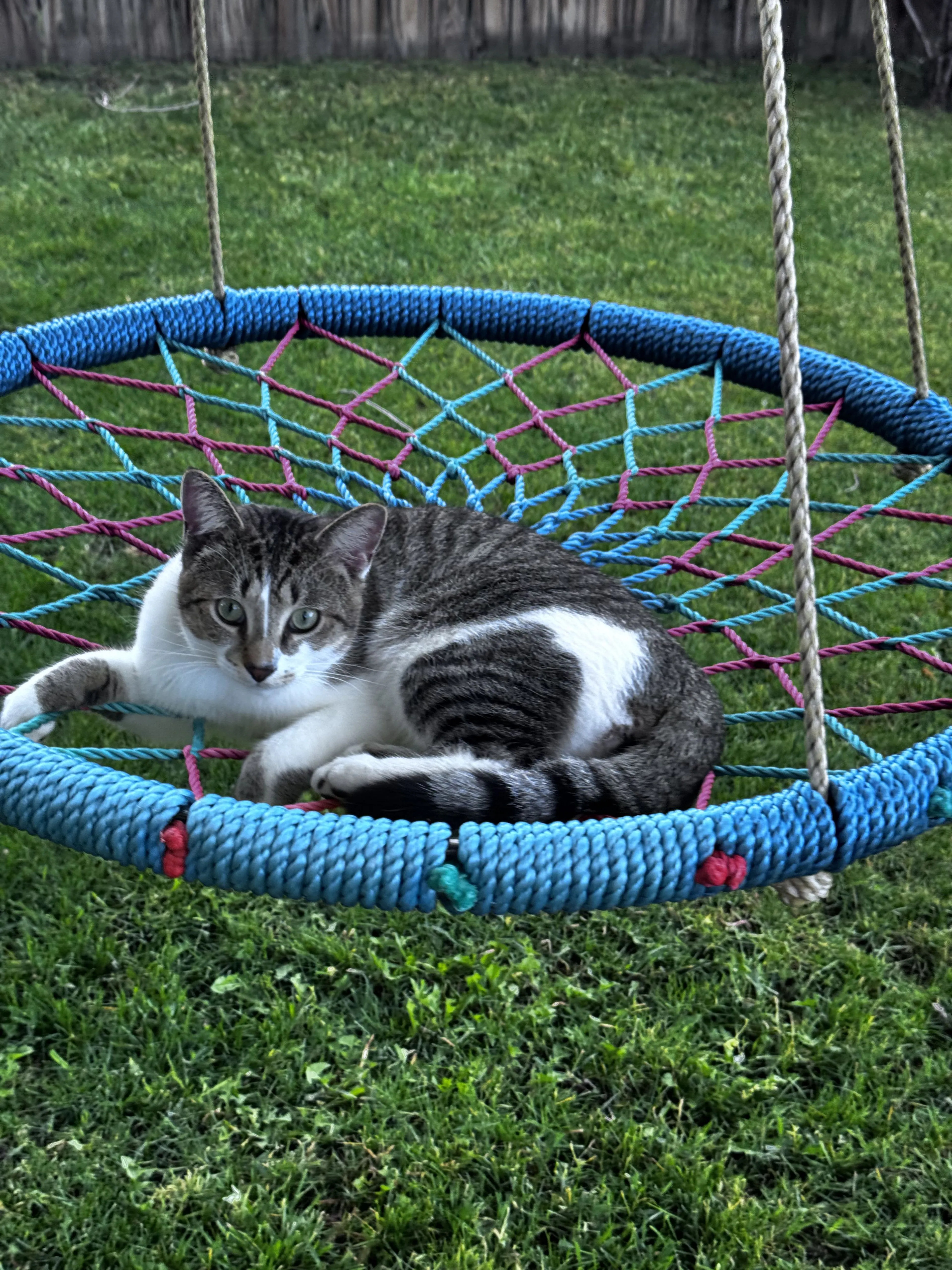 Lost pet-2
