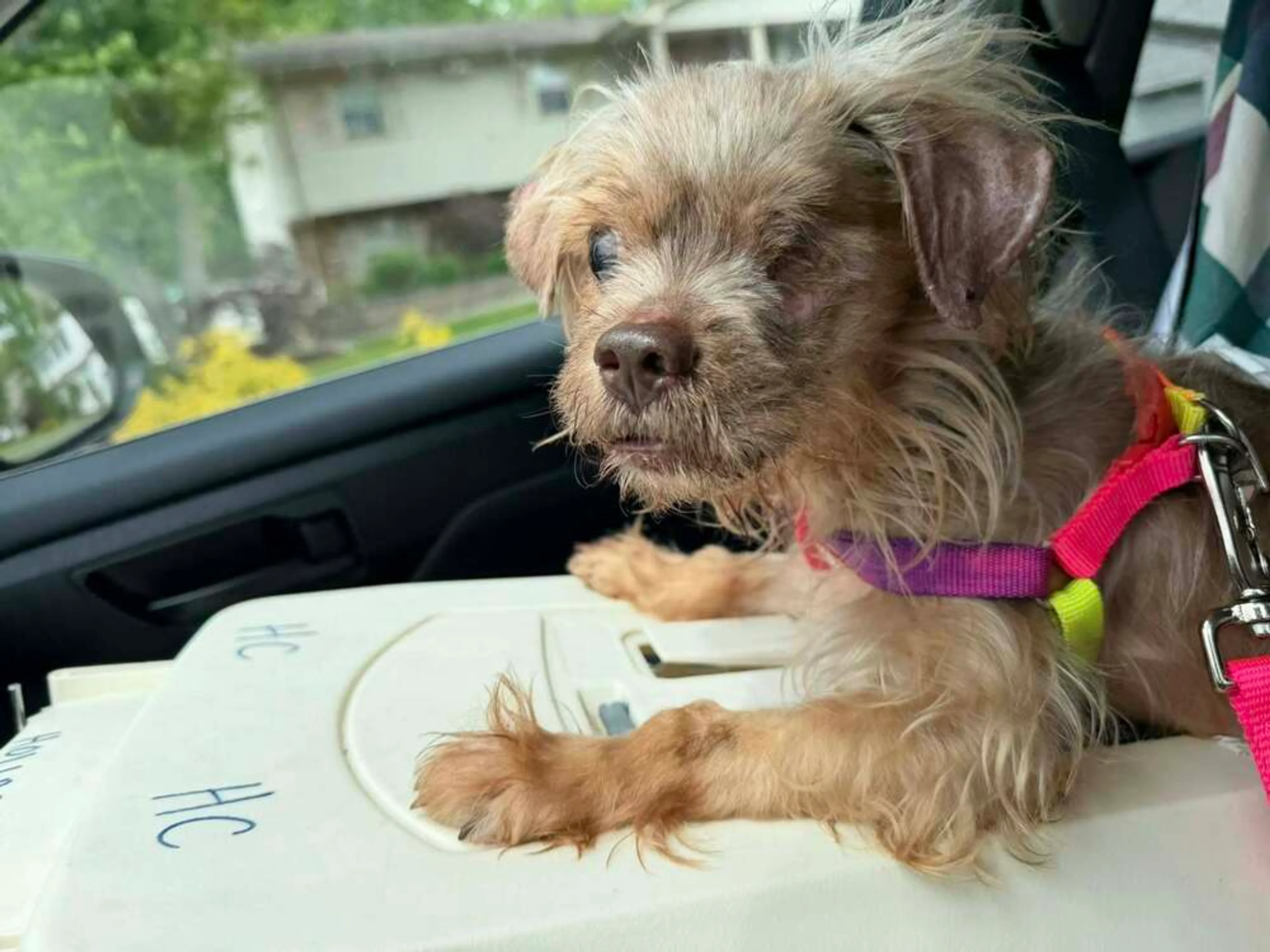 Found pet-1