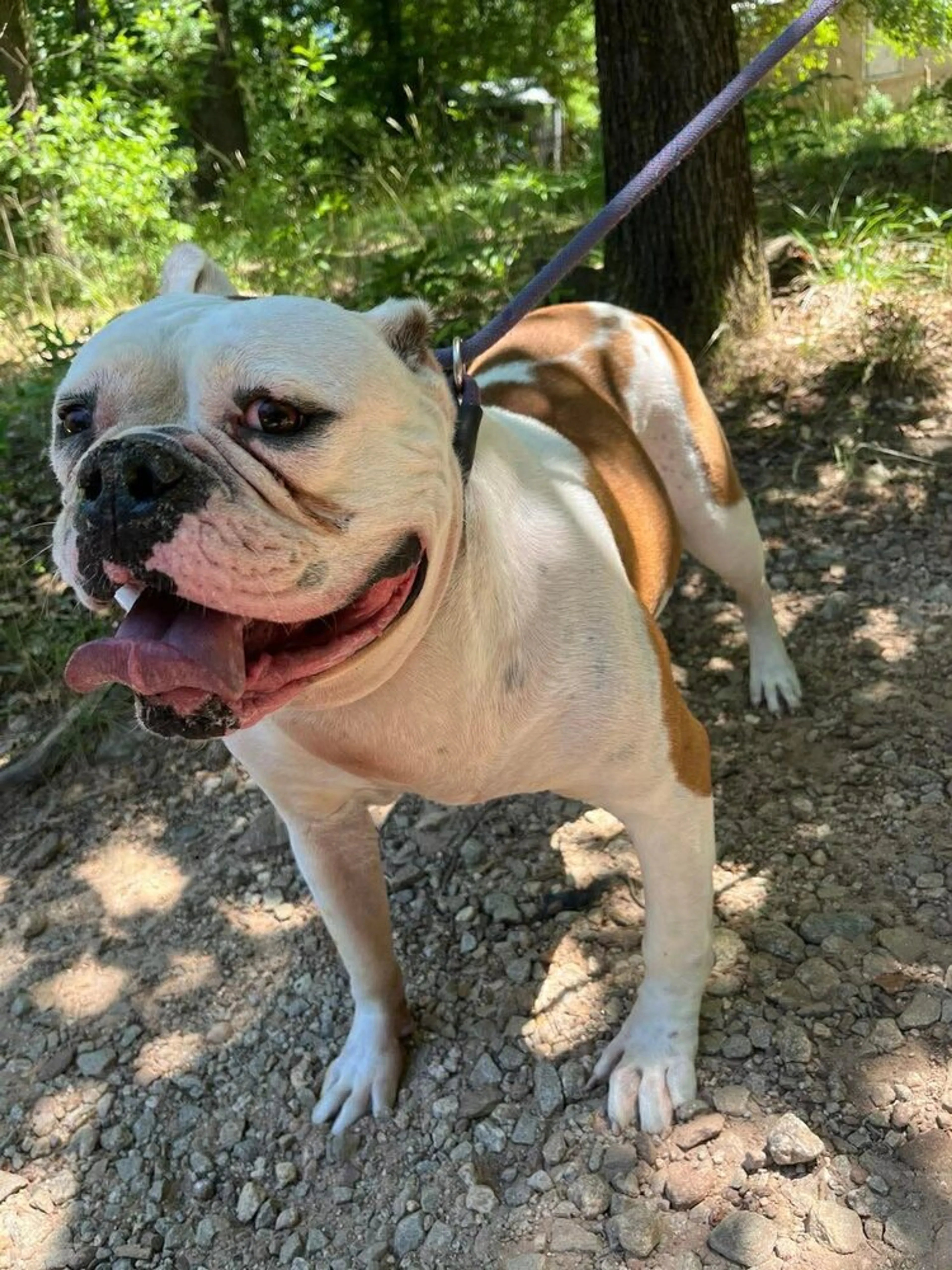 Found pet-1