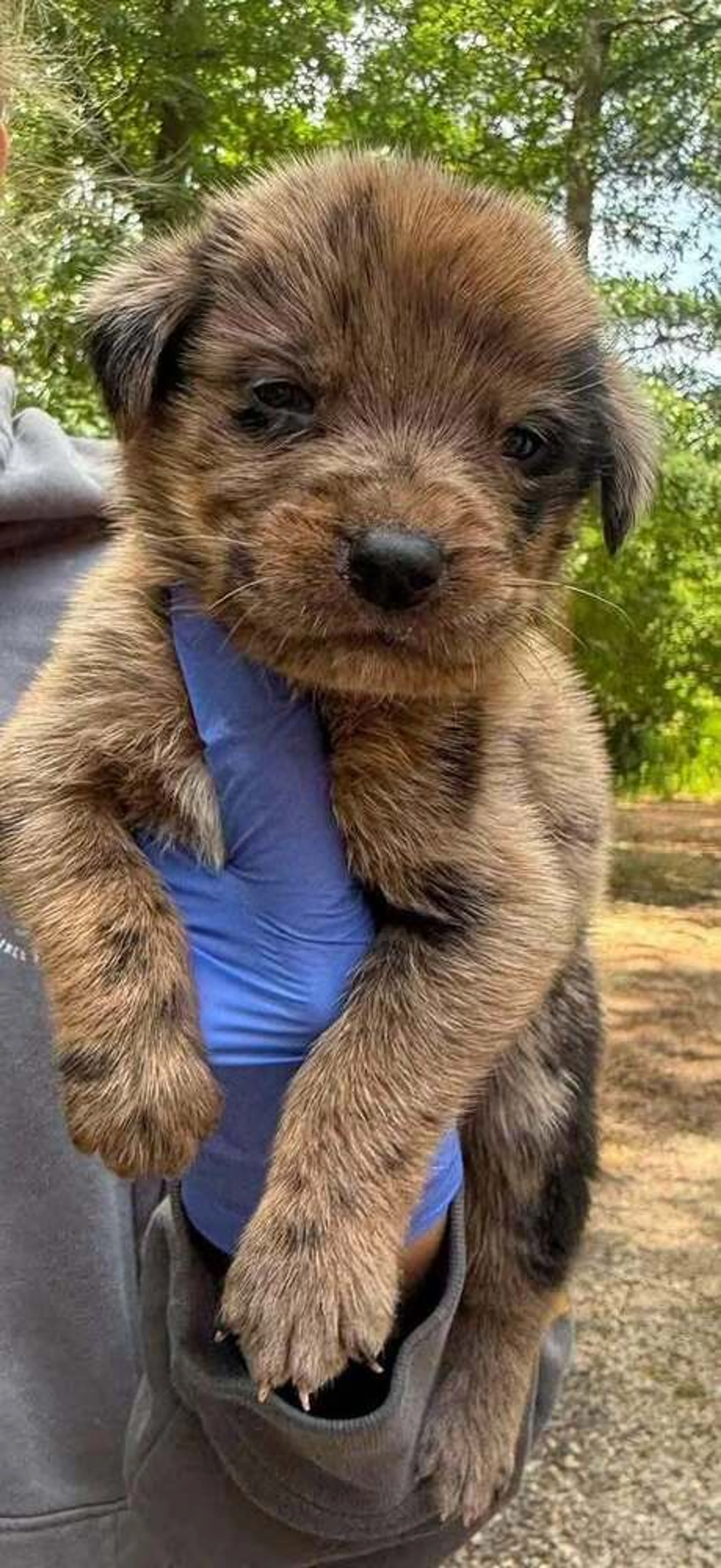 Found pet