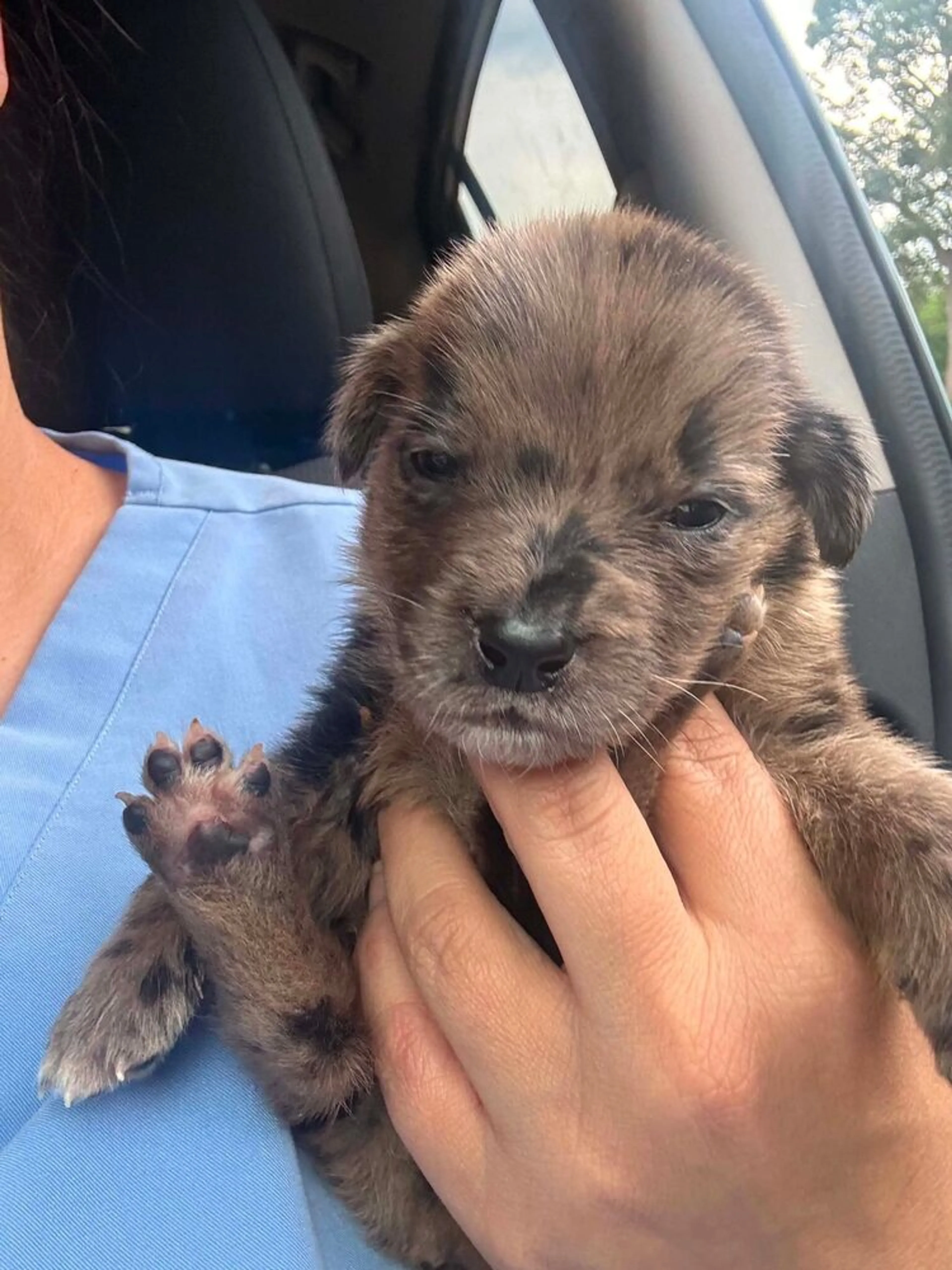 Found pet-0