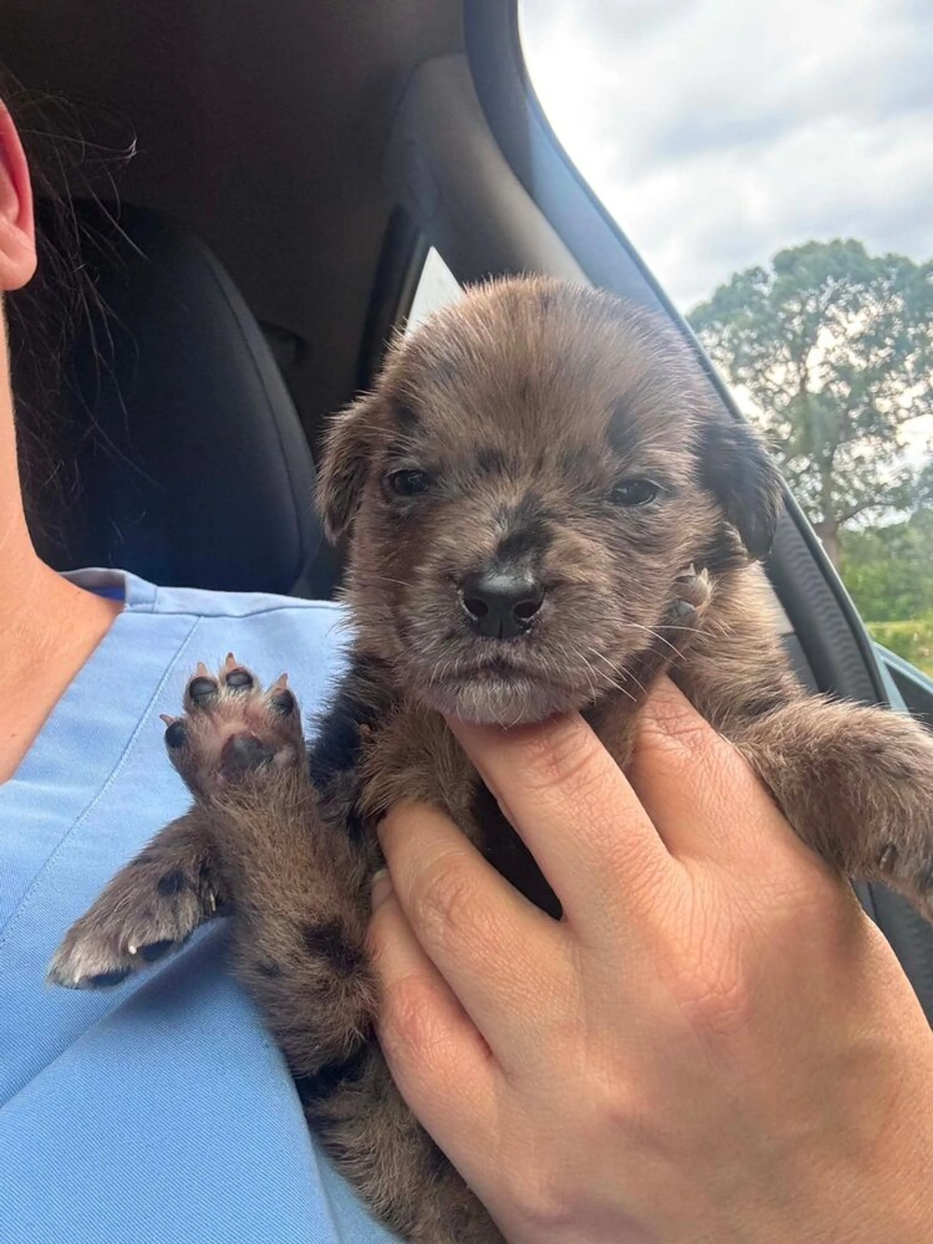 Found pet-1