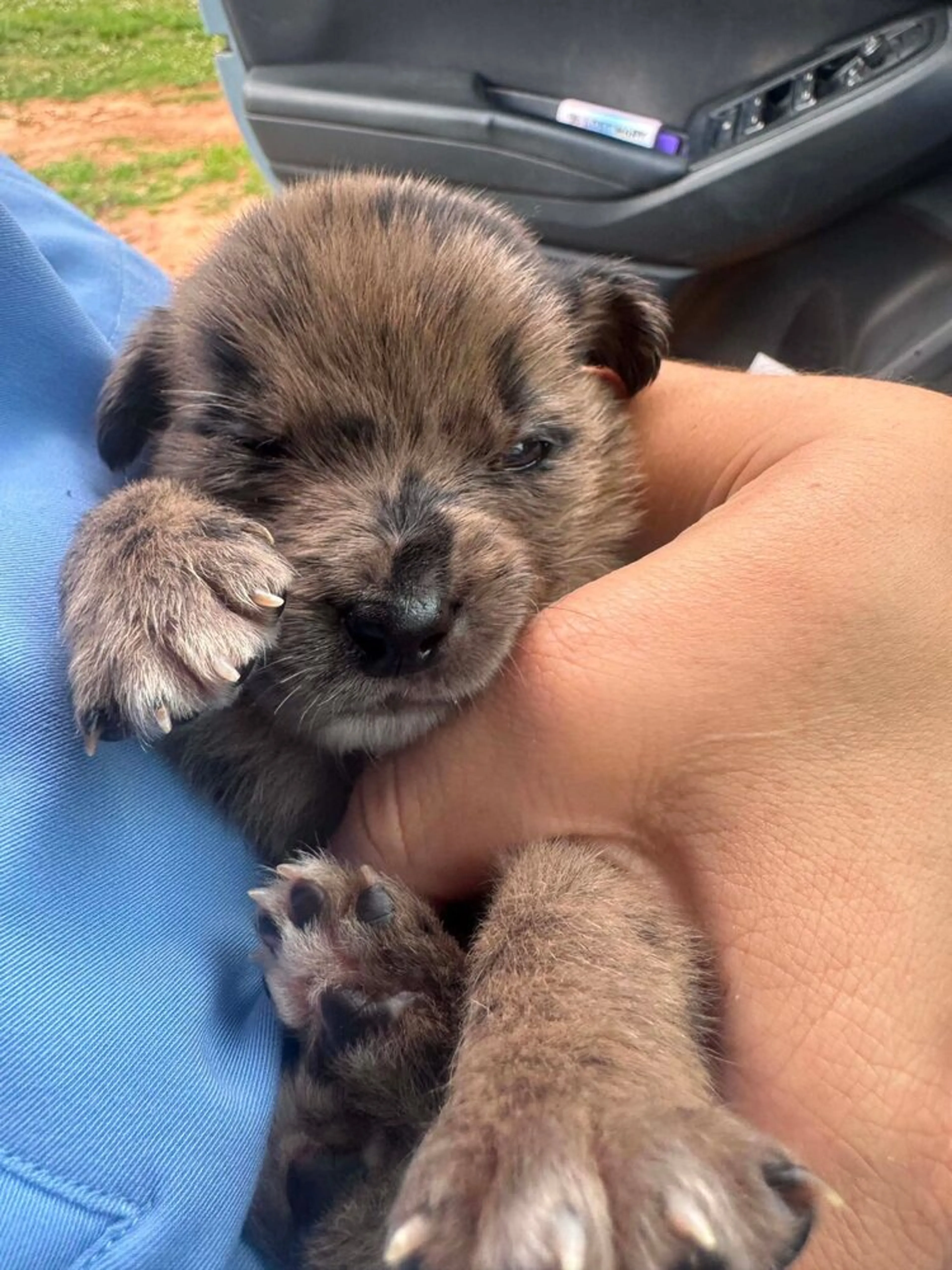 Found pet-2