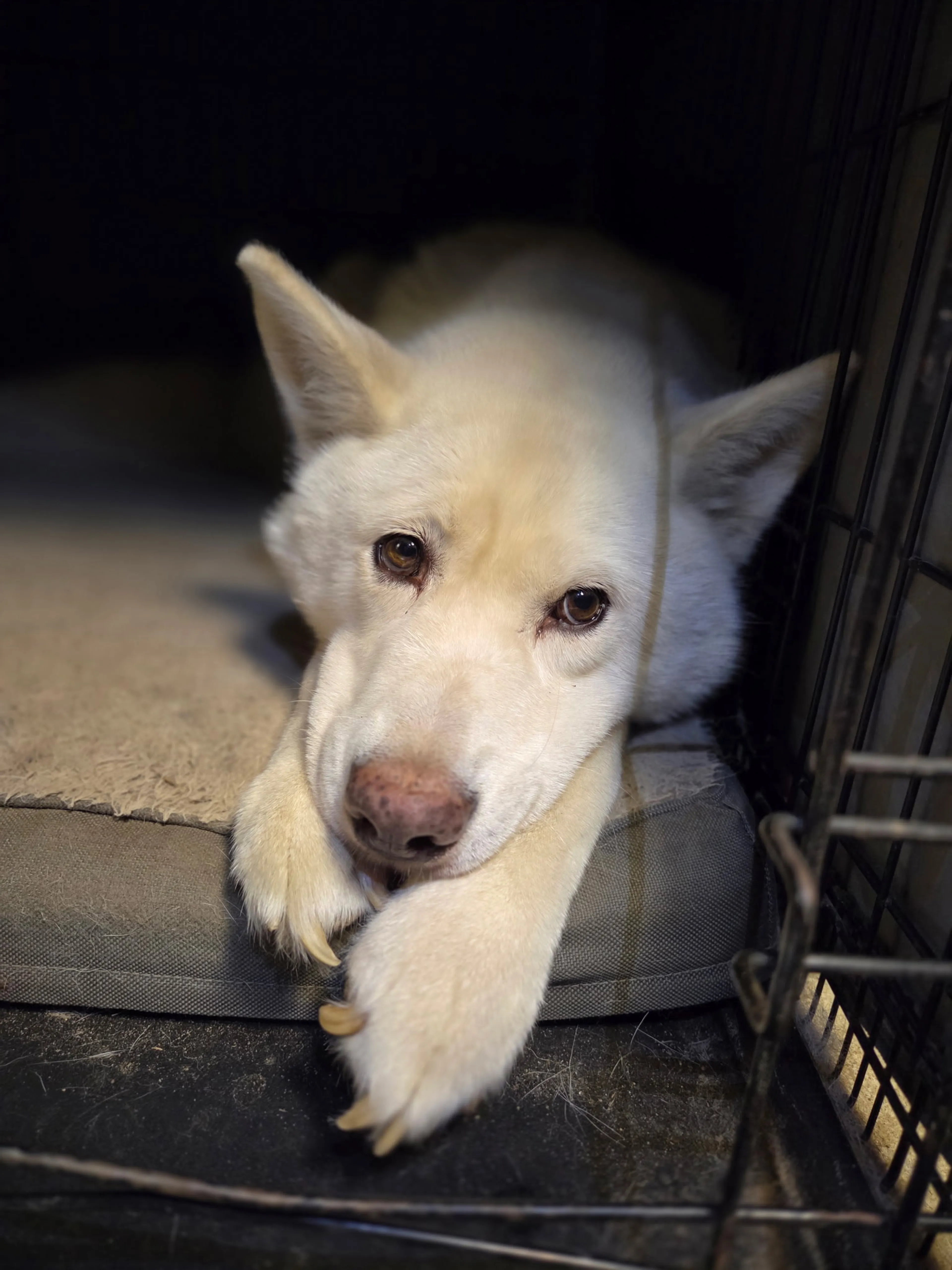 Found pet-1