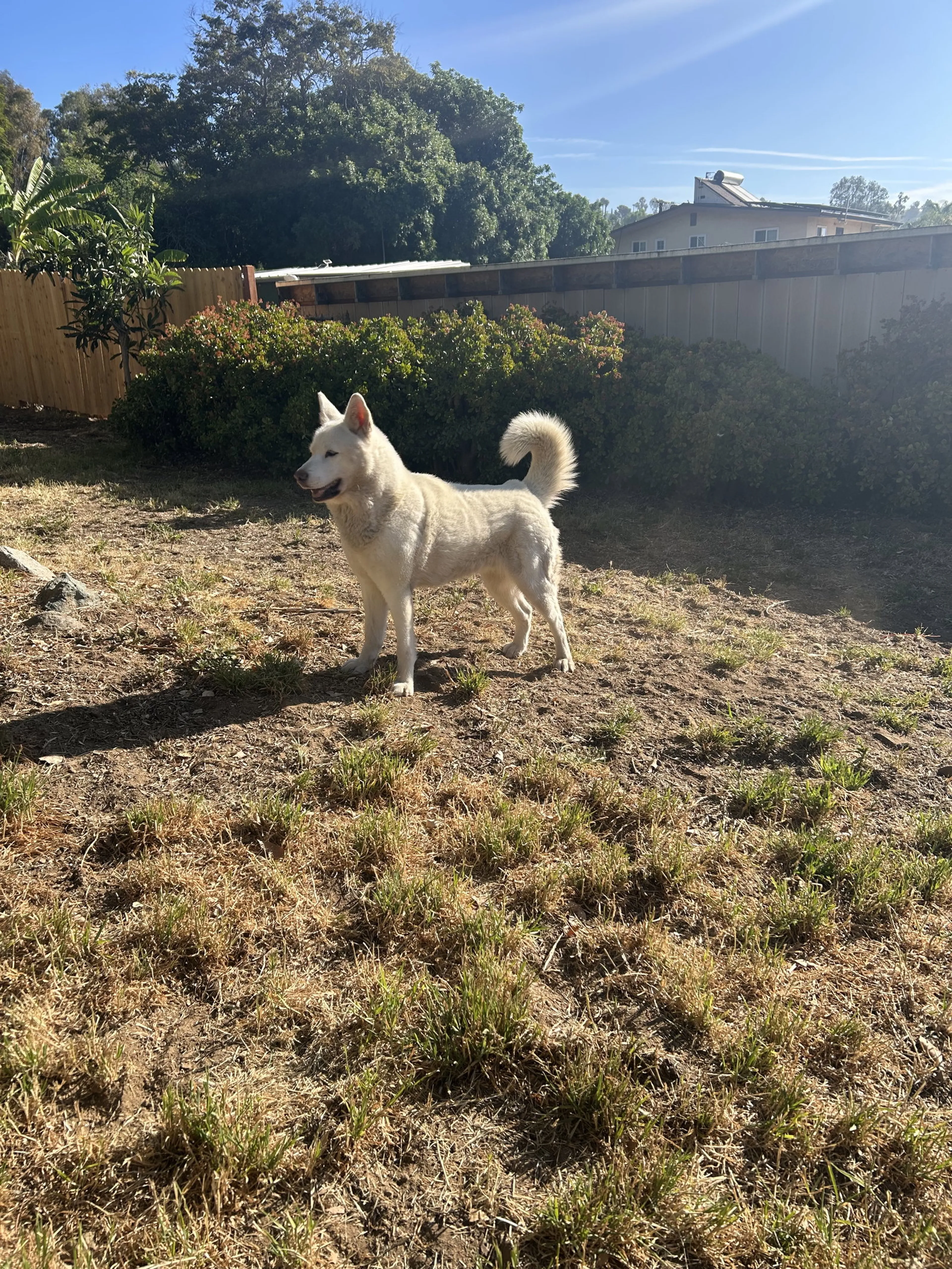 Found pet-2