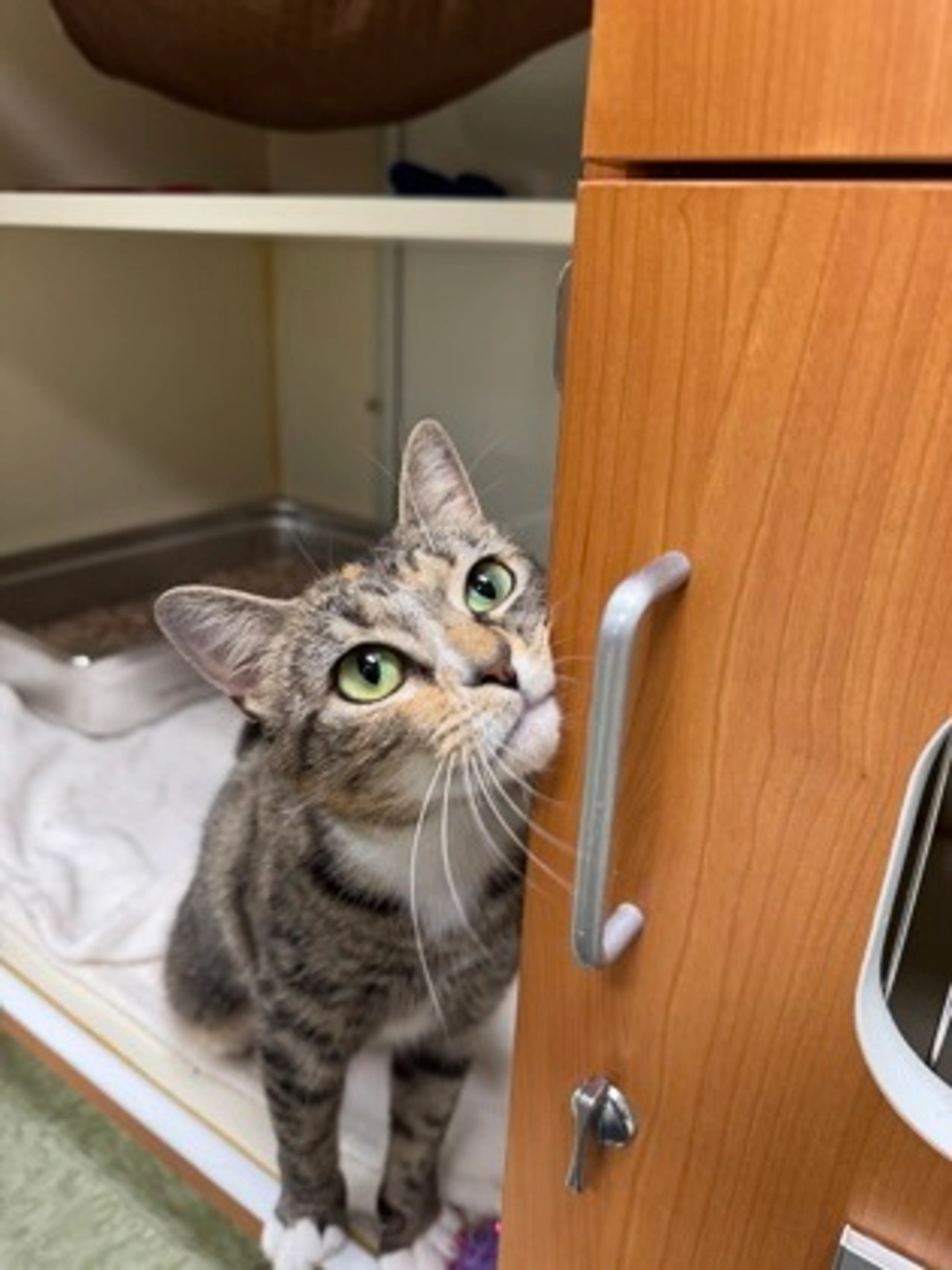 Found pet