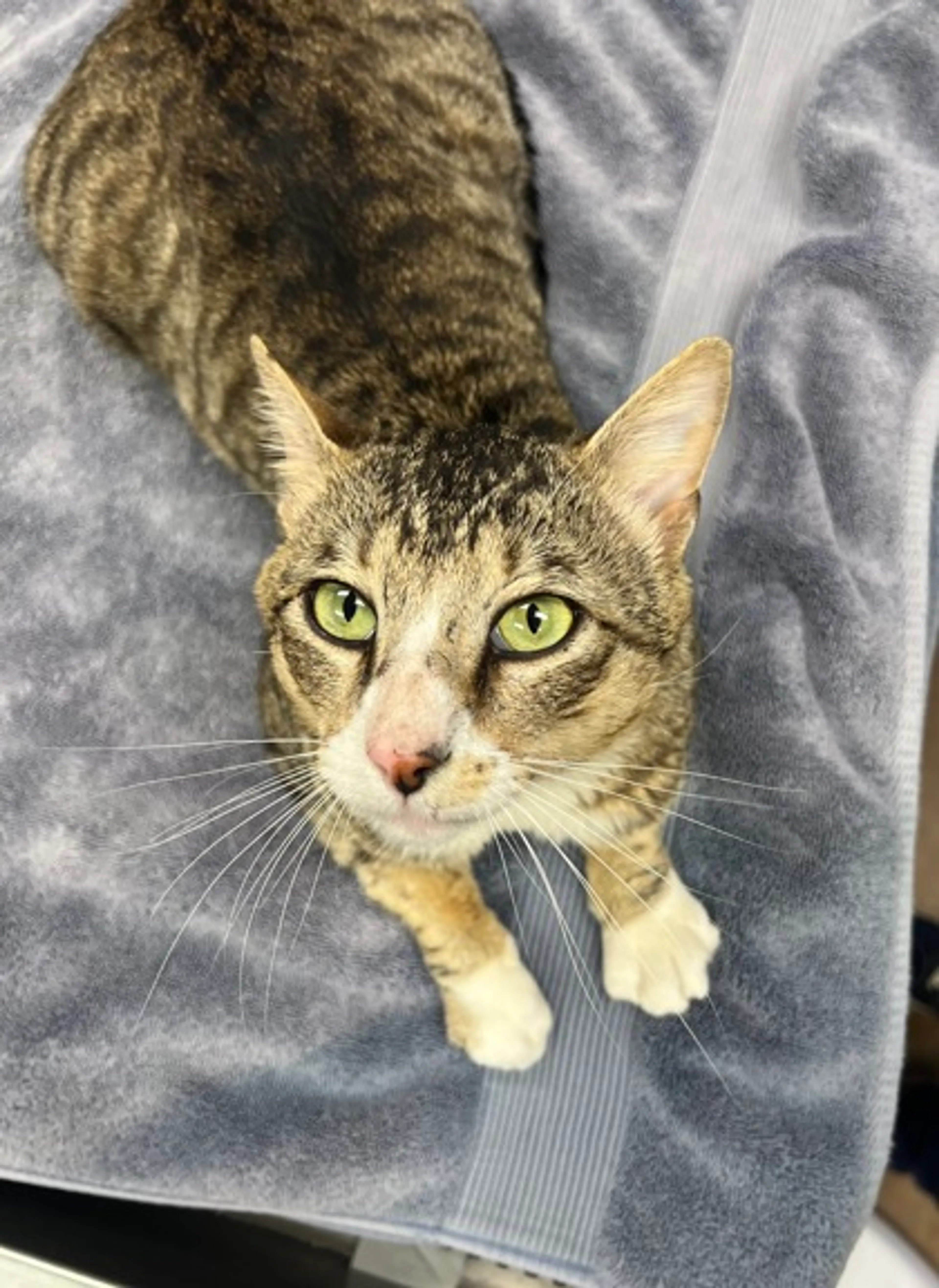 Found pet
