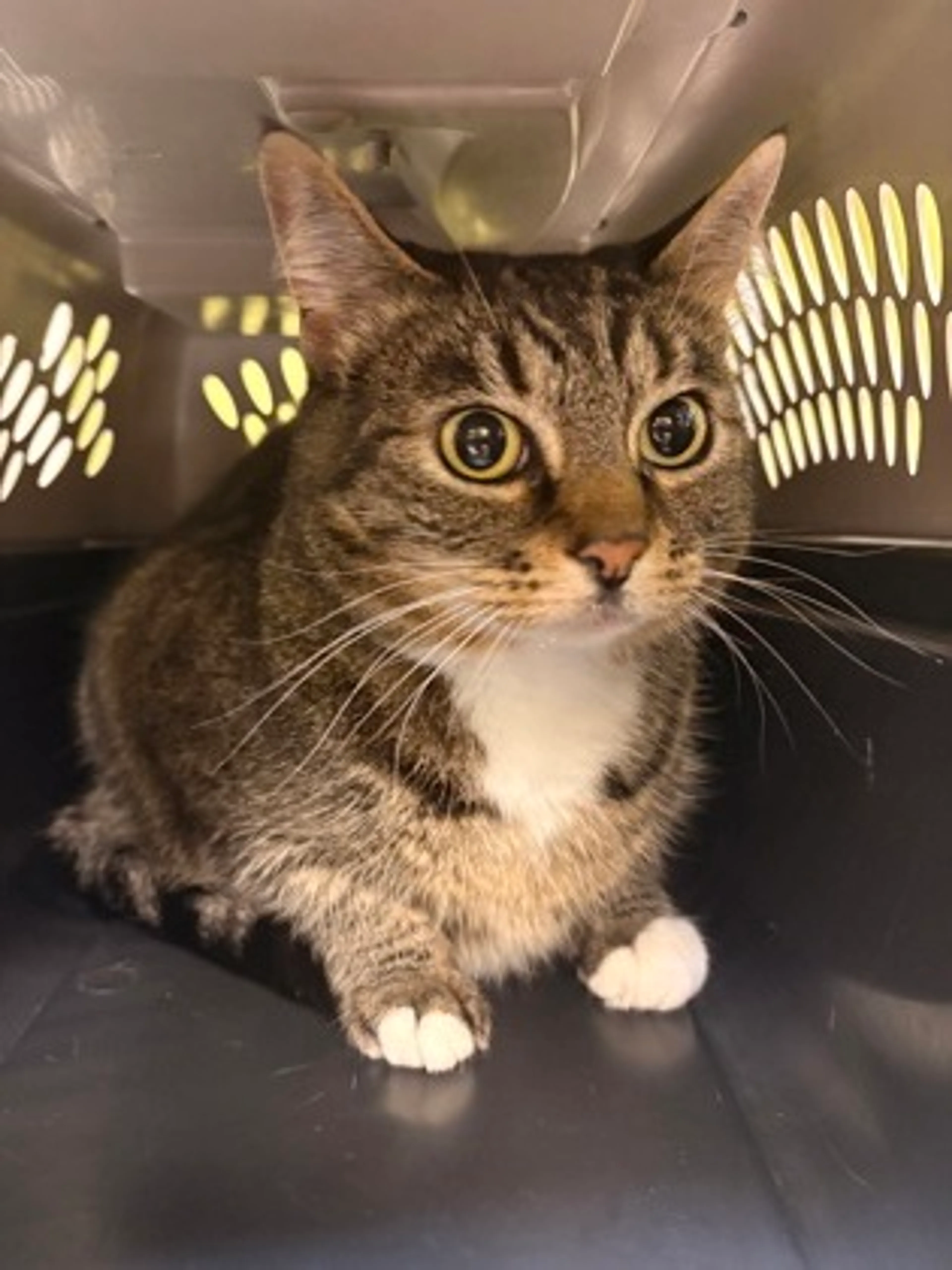 Found pet-1