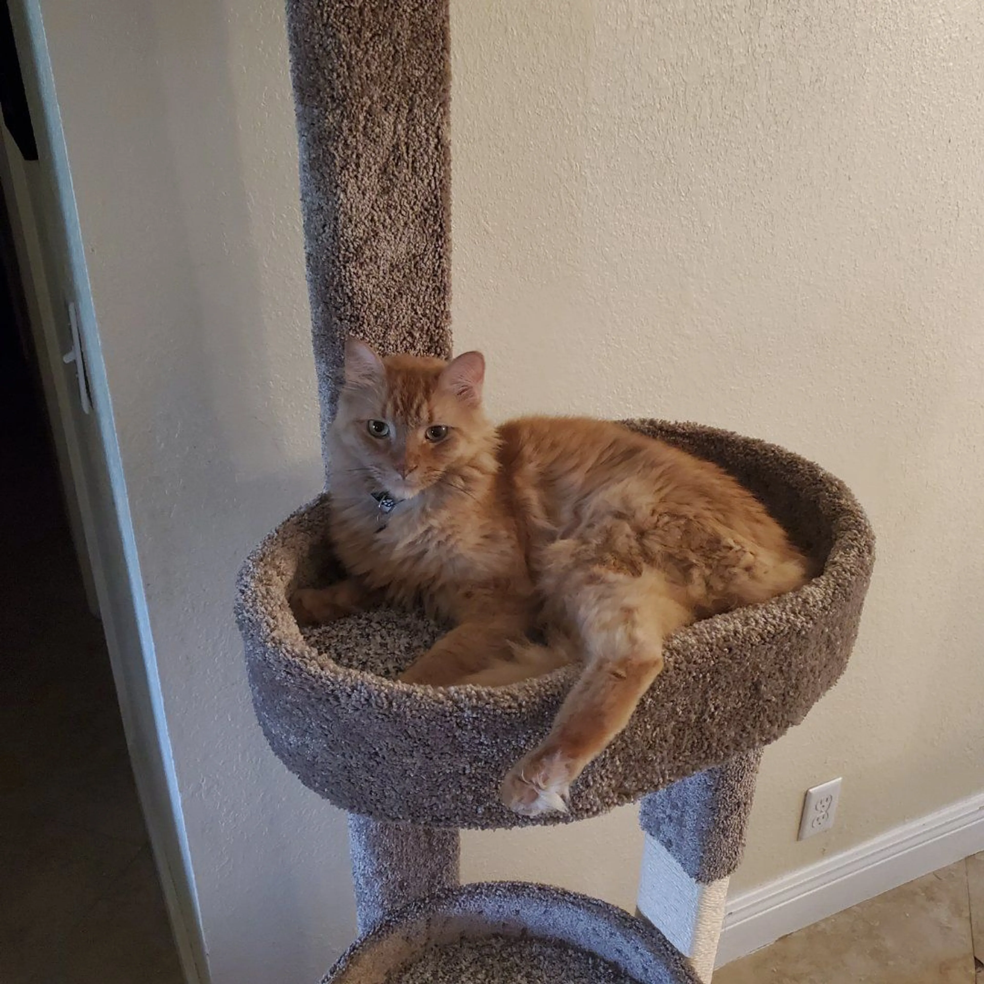 Lost pet-2