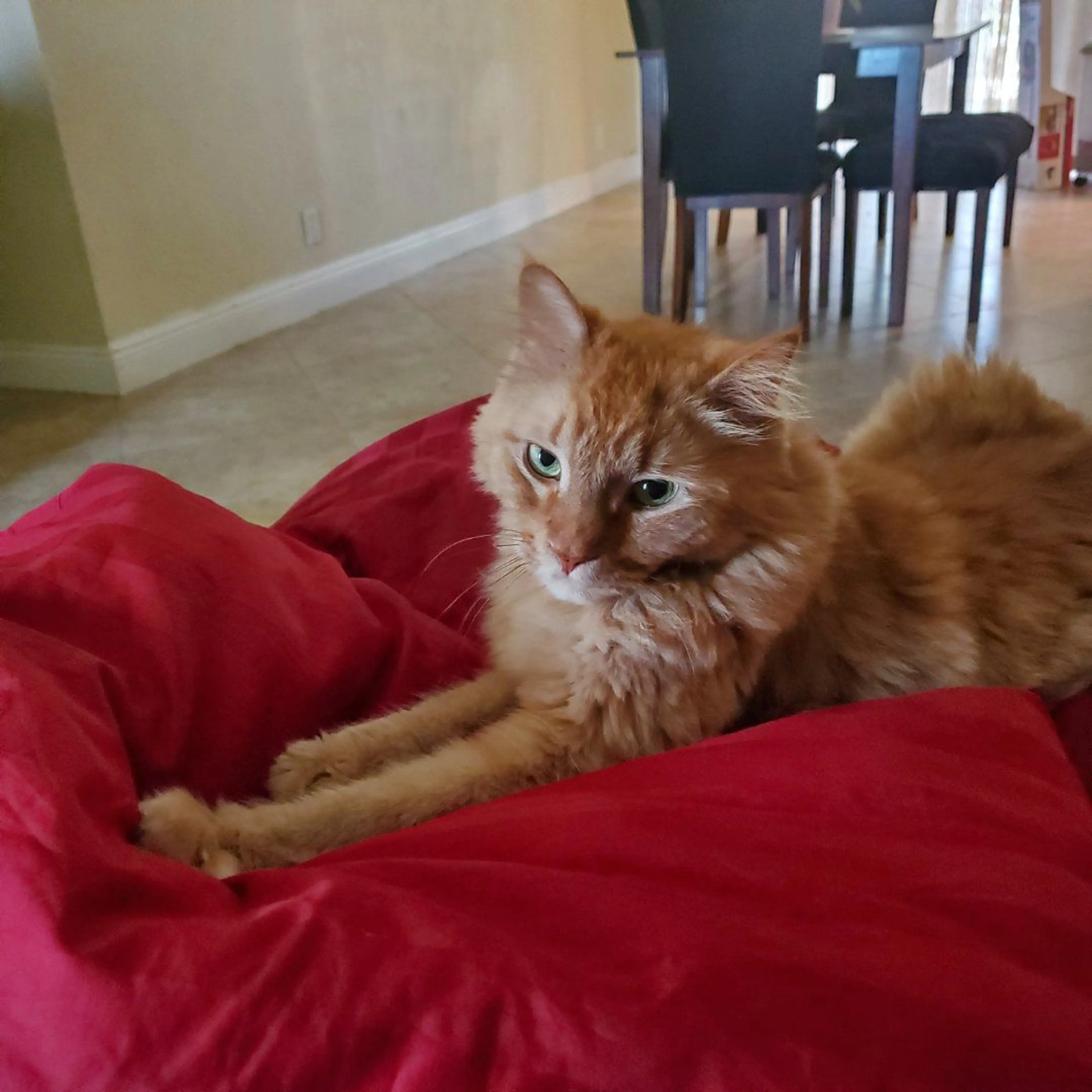 Lost pet-1