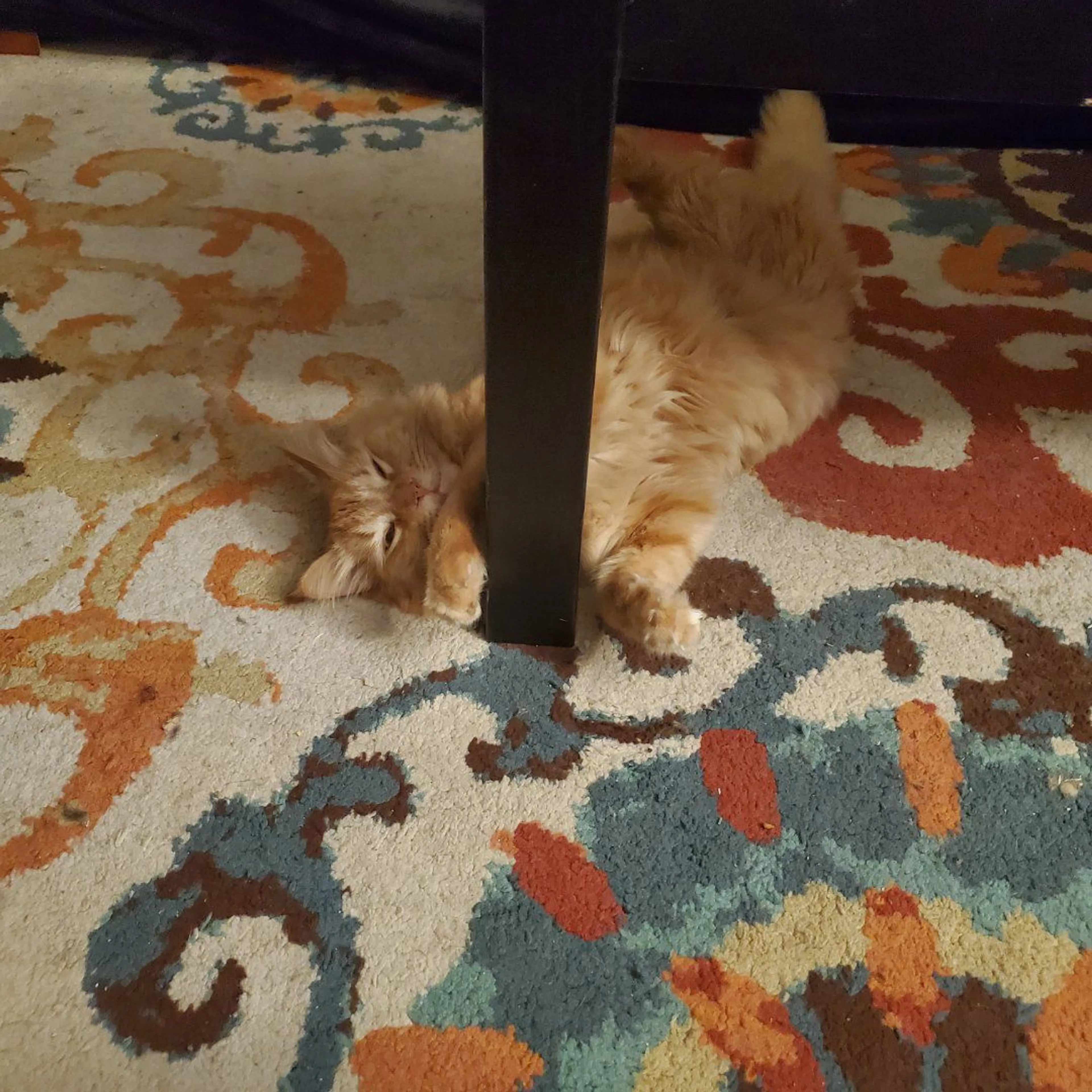 Lost pet-0