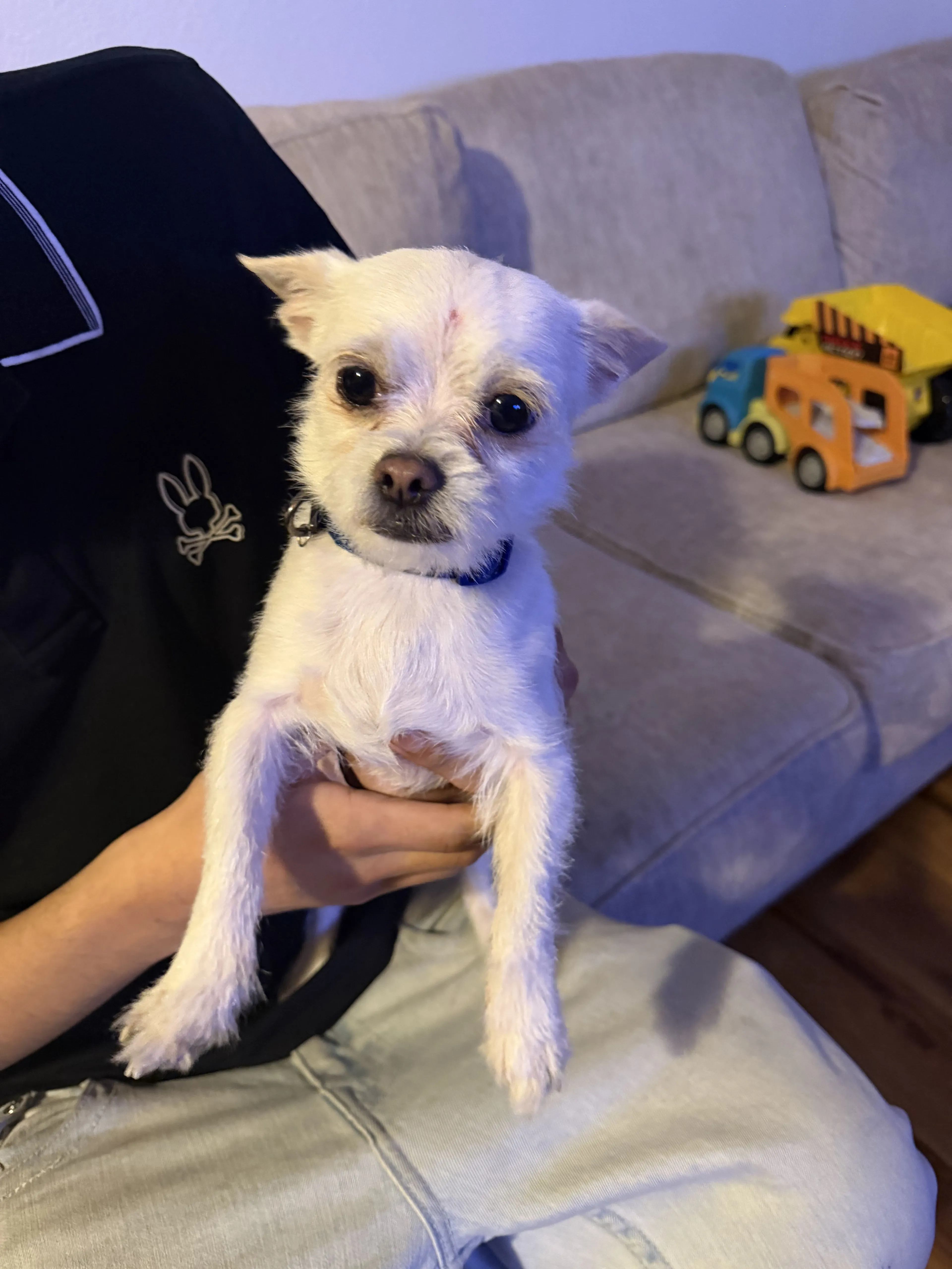 Lost pet