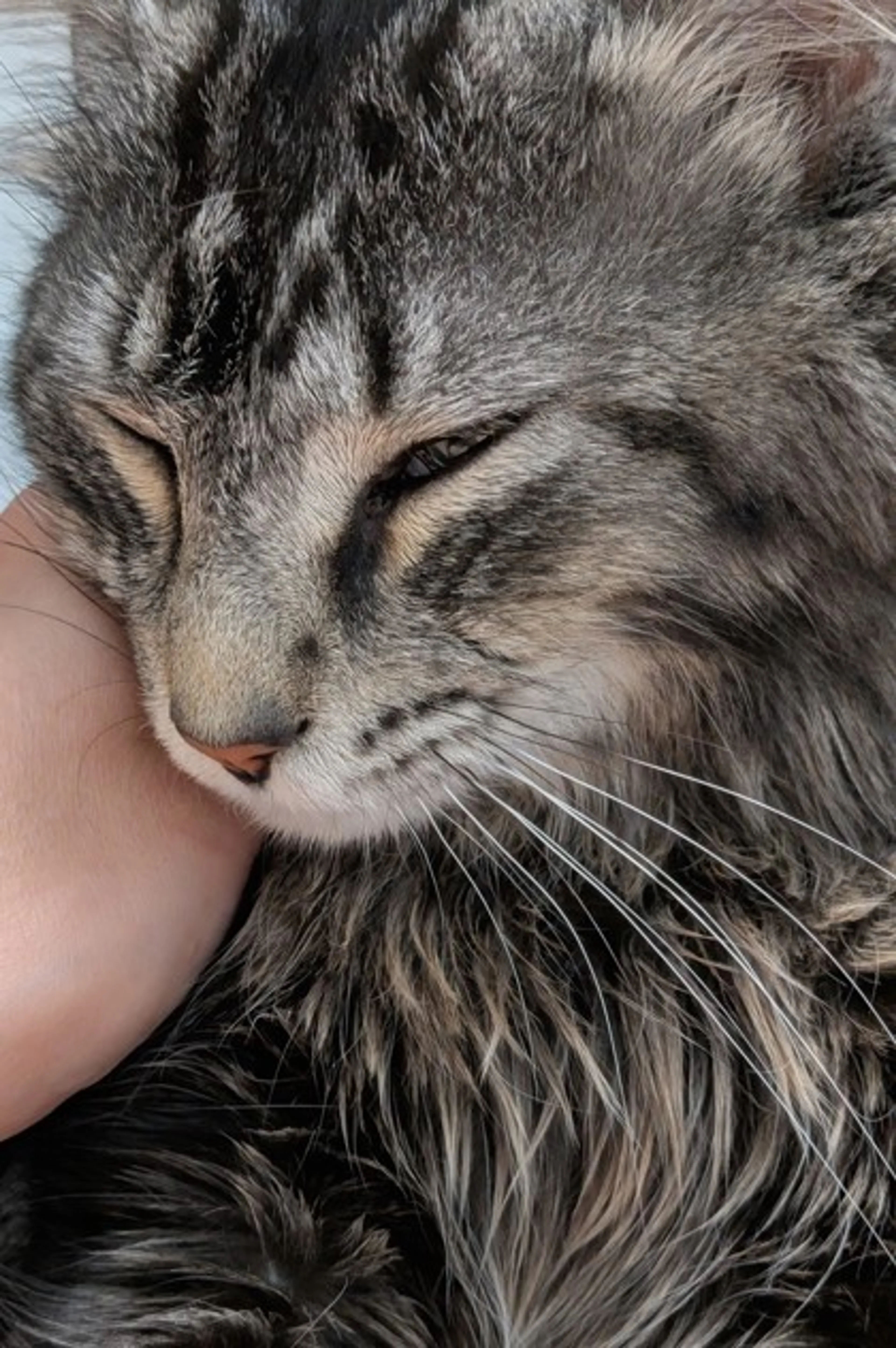 Found pet-1