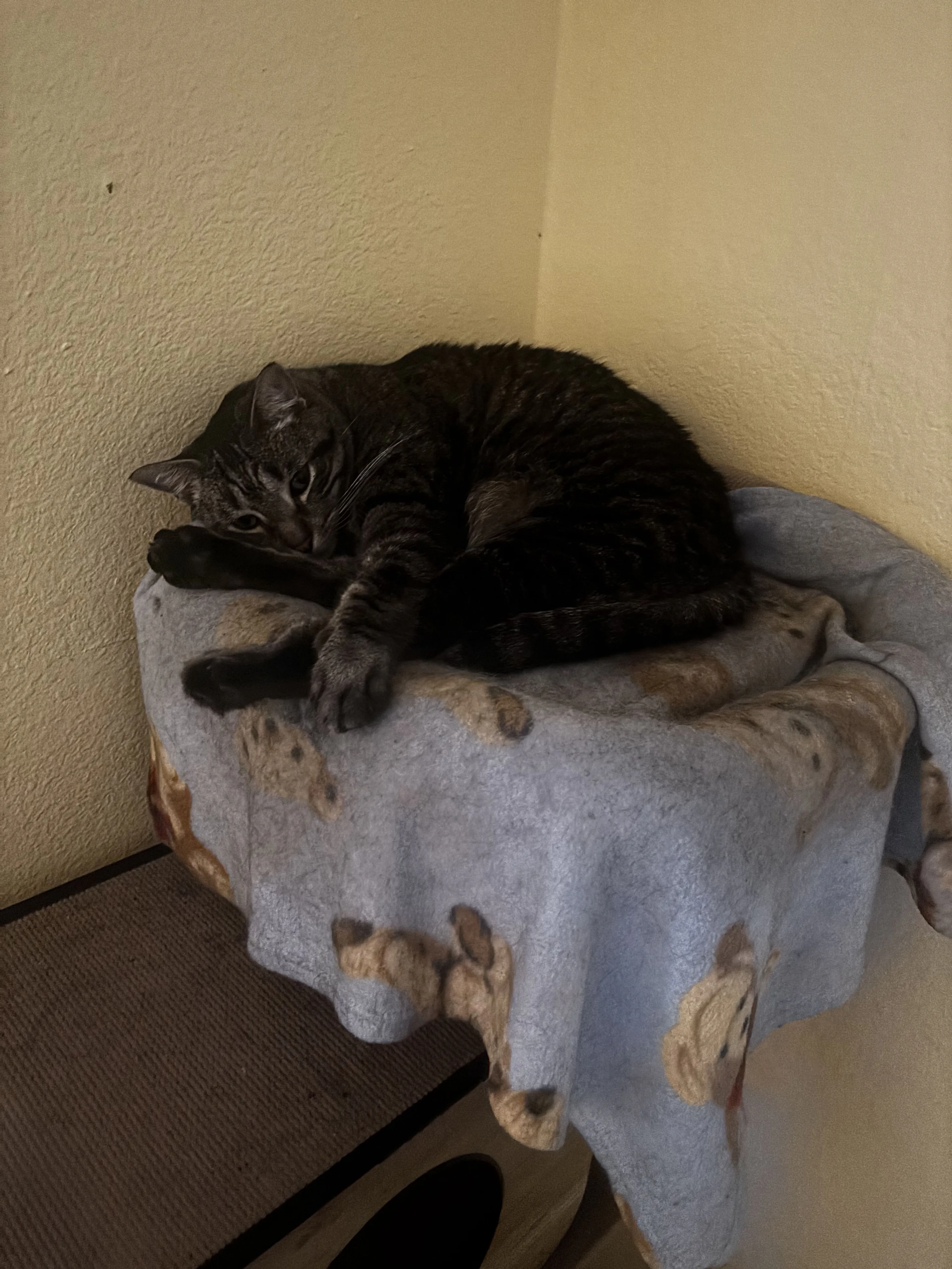 Lost pet