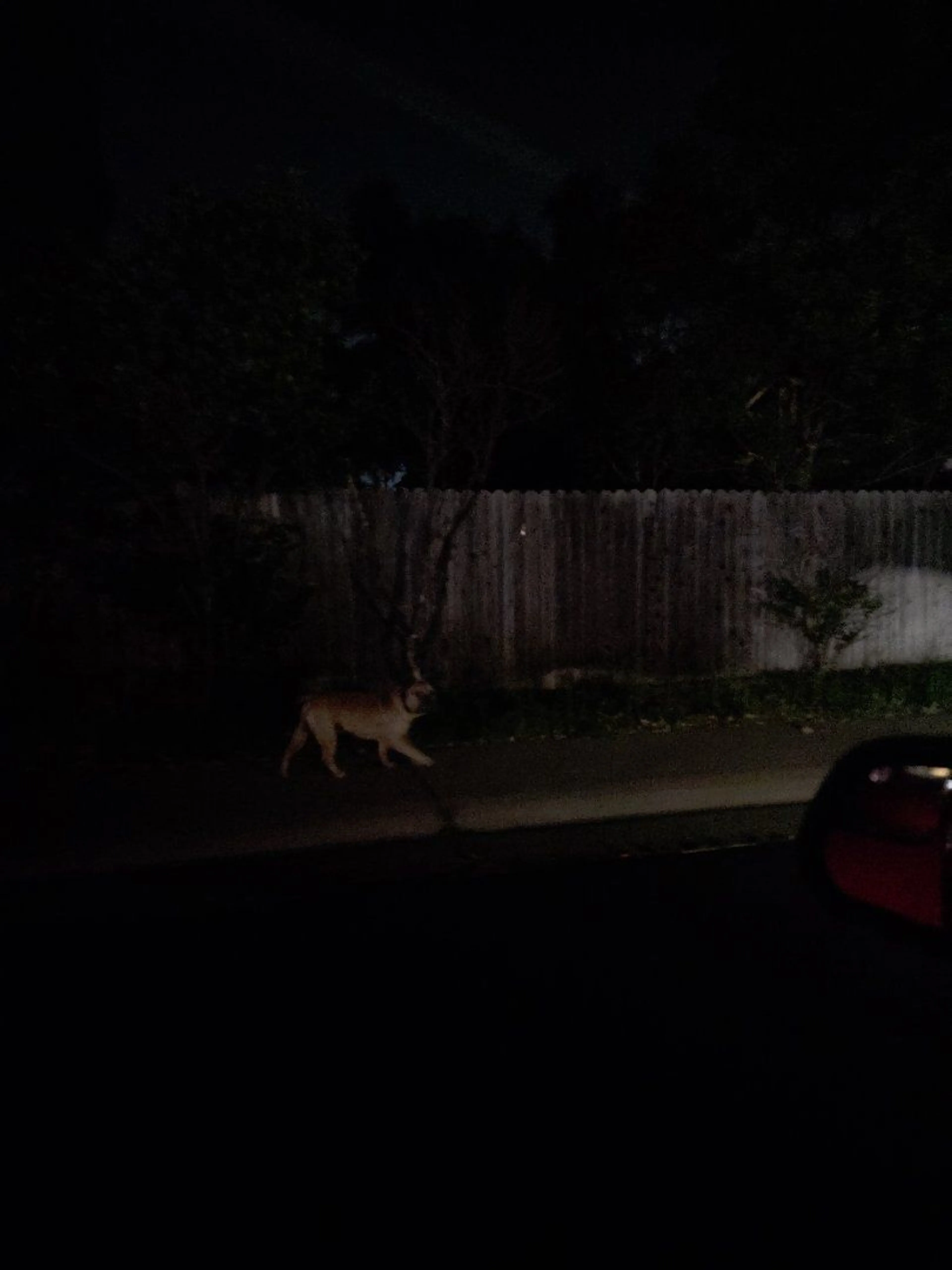 Lost pet-1