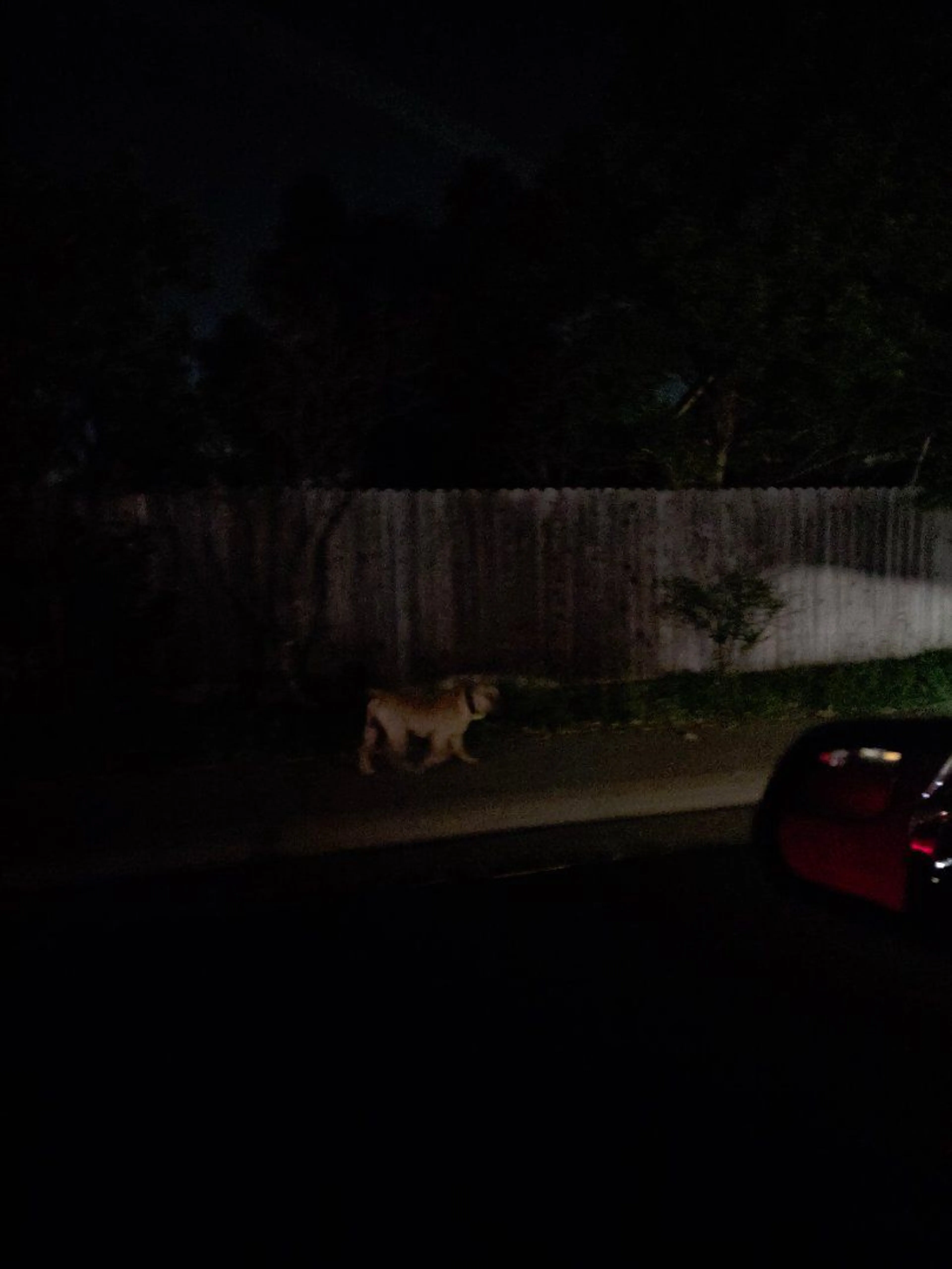 Lost pet-0