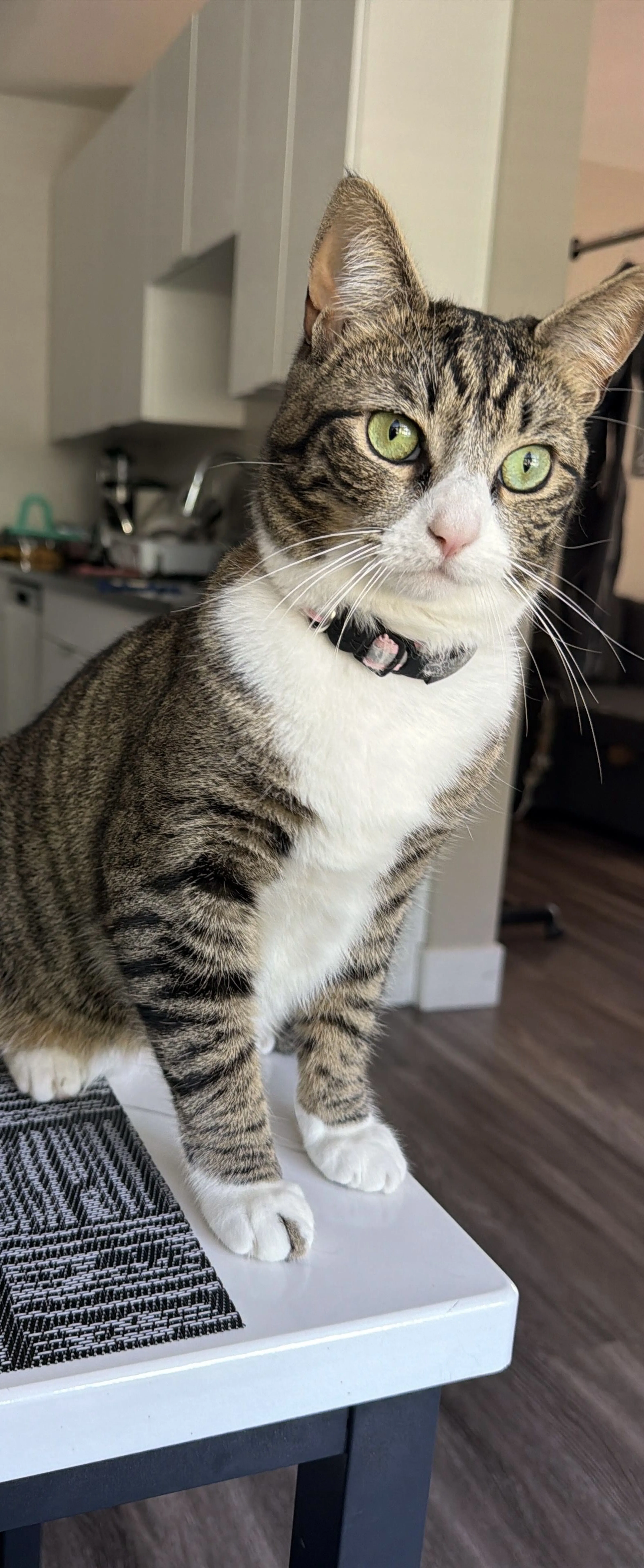 Lost pet