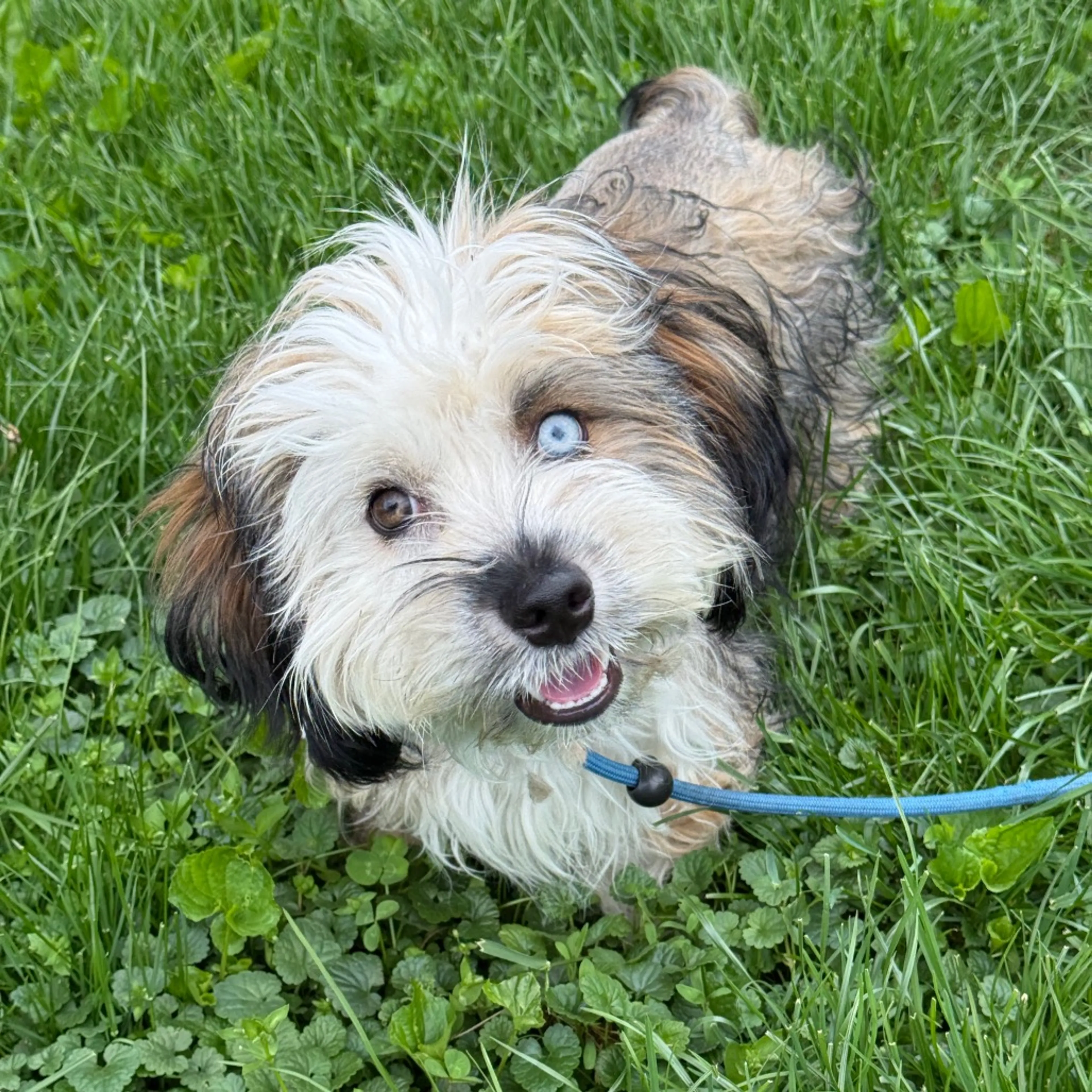 Found pet-3