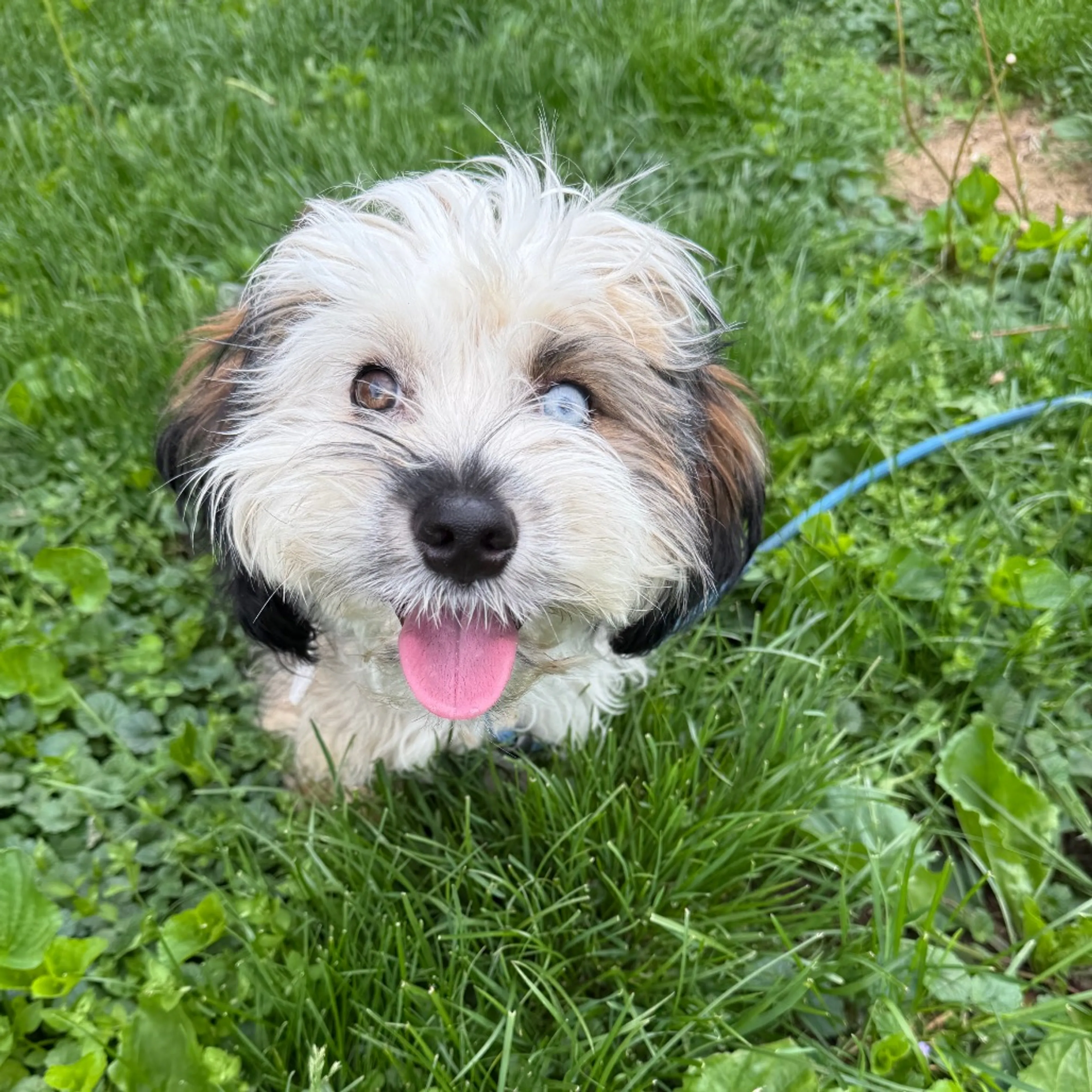Found pet-6