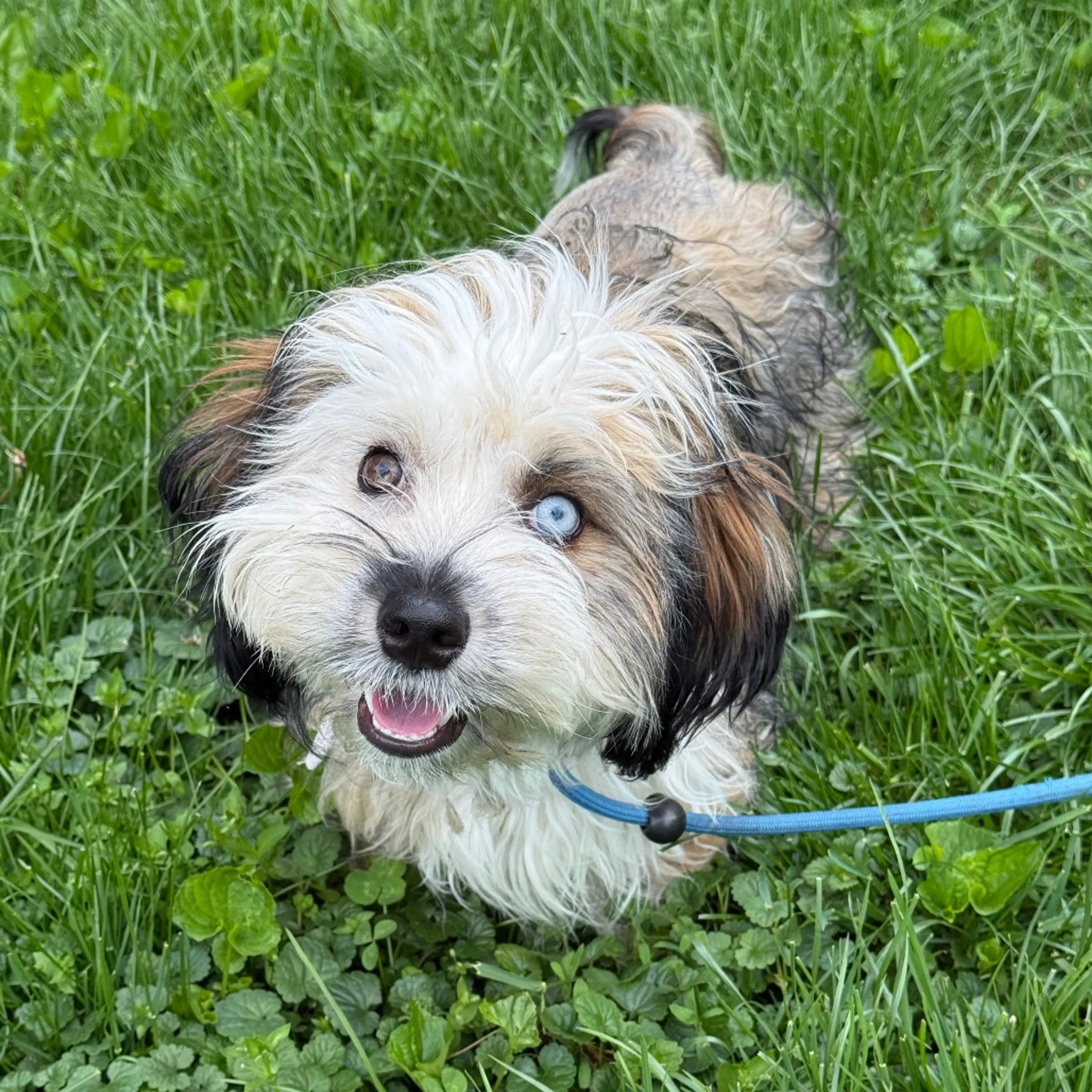 Found pet-4