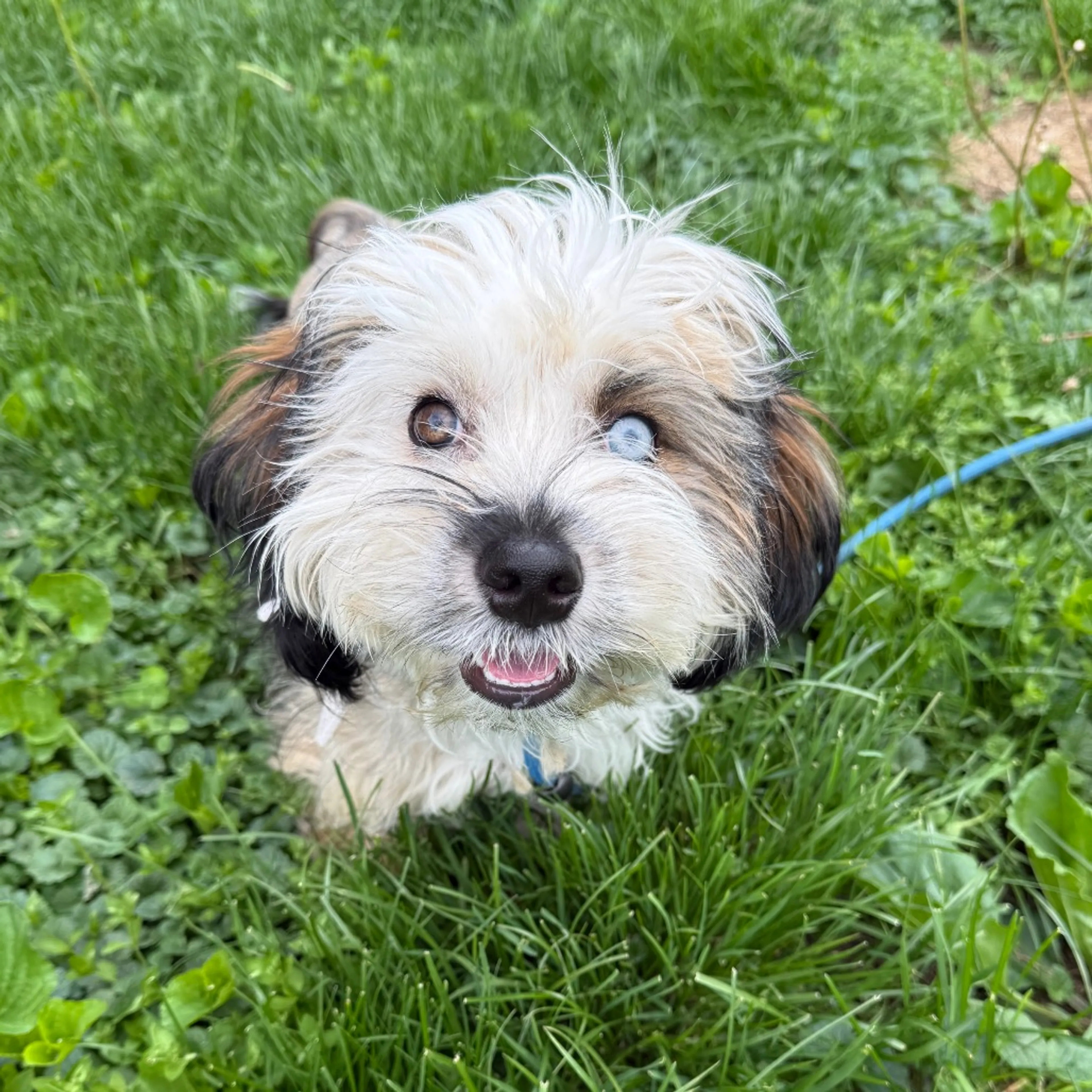 Found pet-1