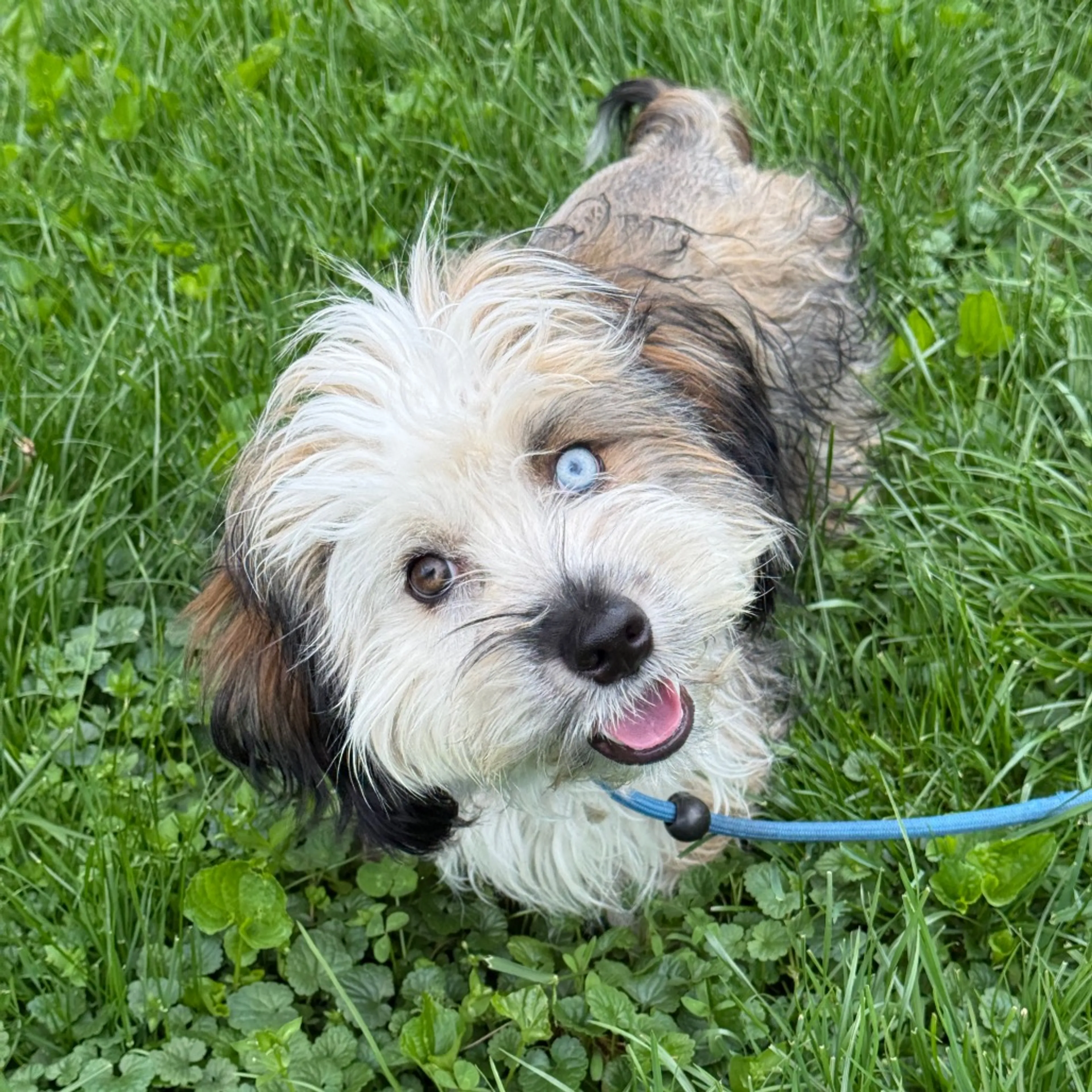 Found pet-5
