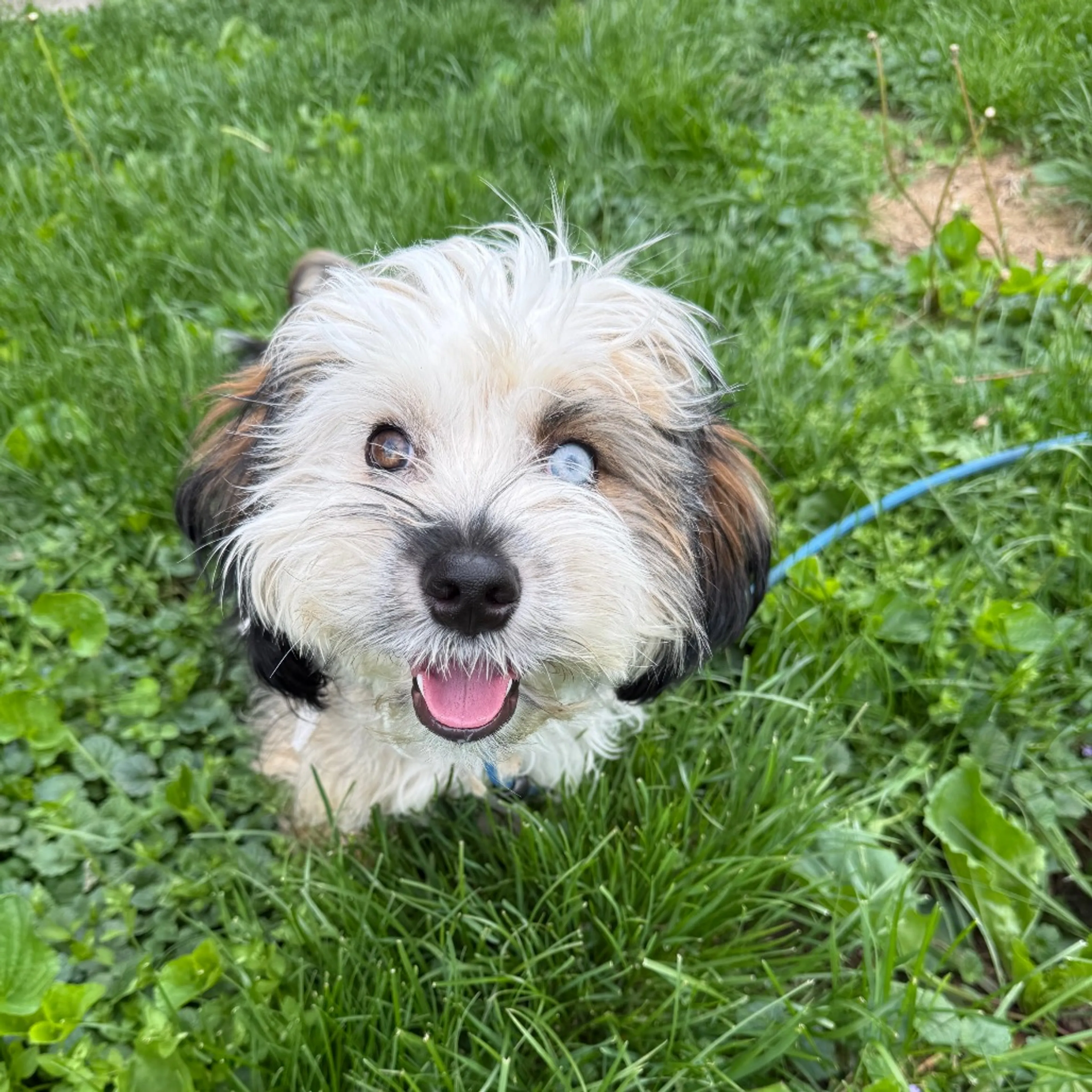 Found pet-2