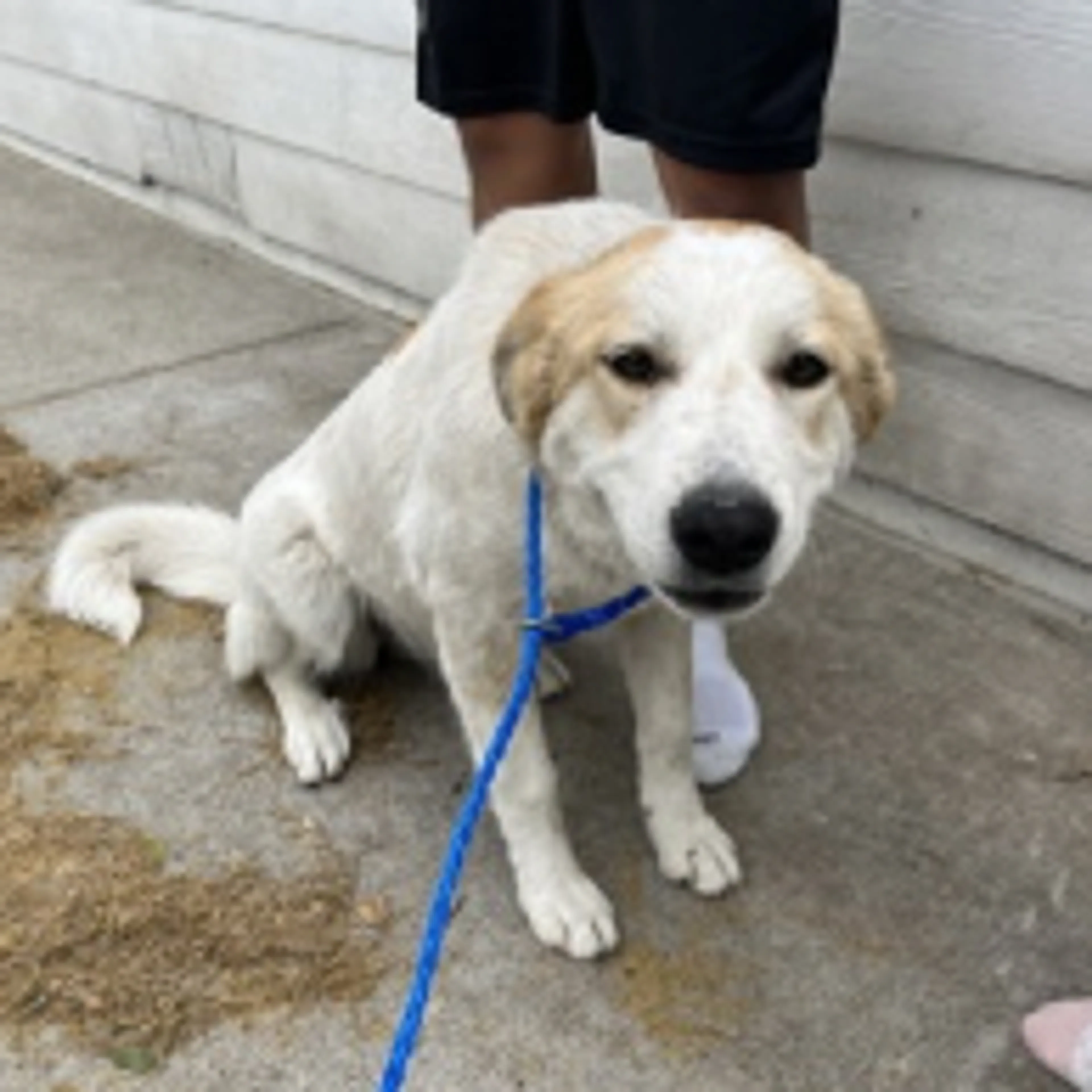 Found pet