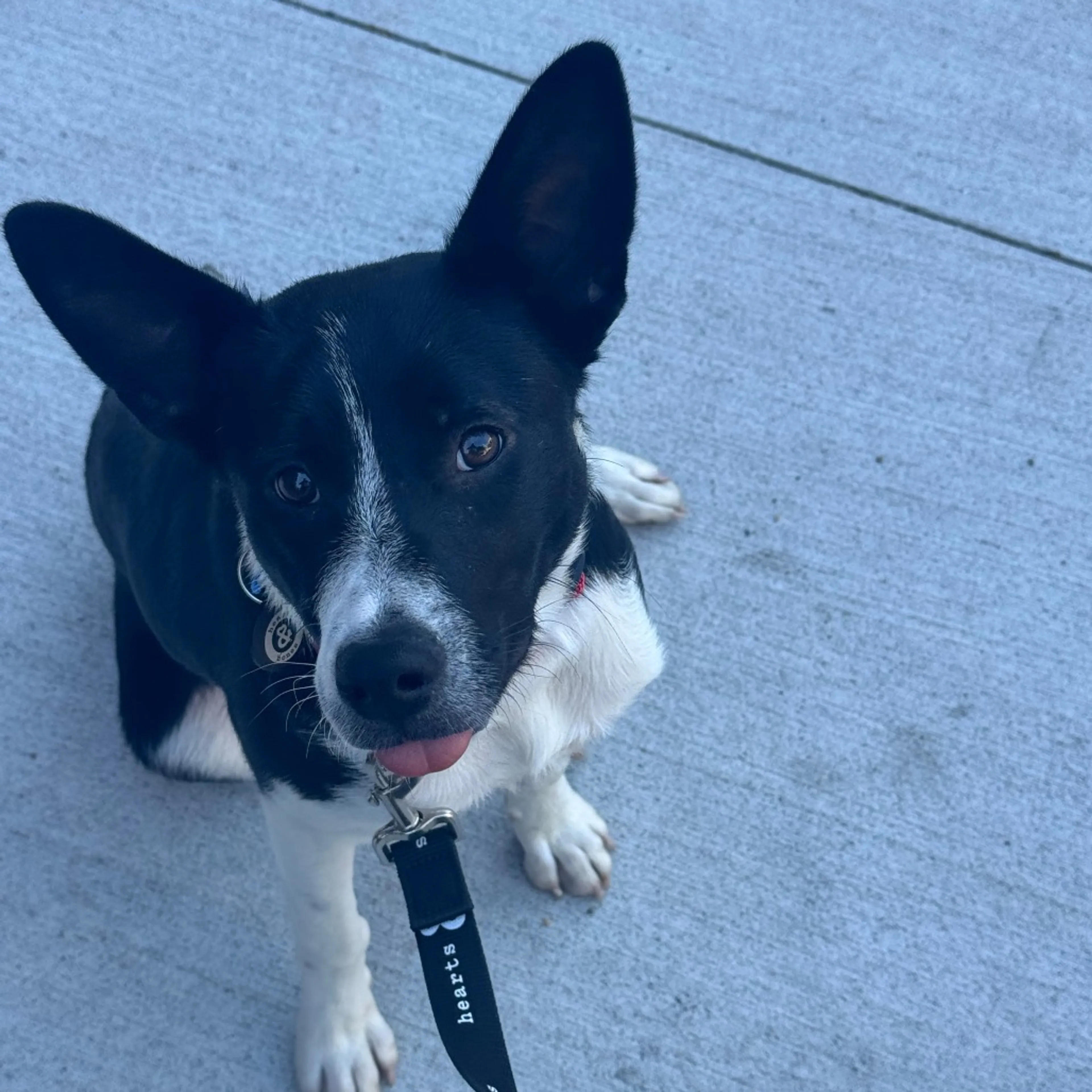 Found pet-2