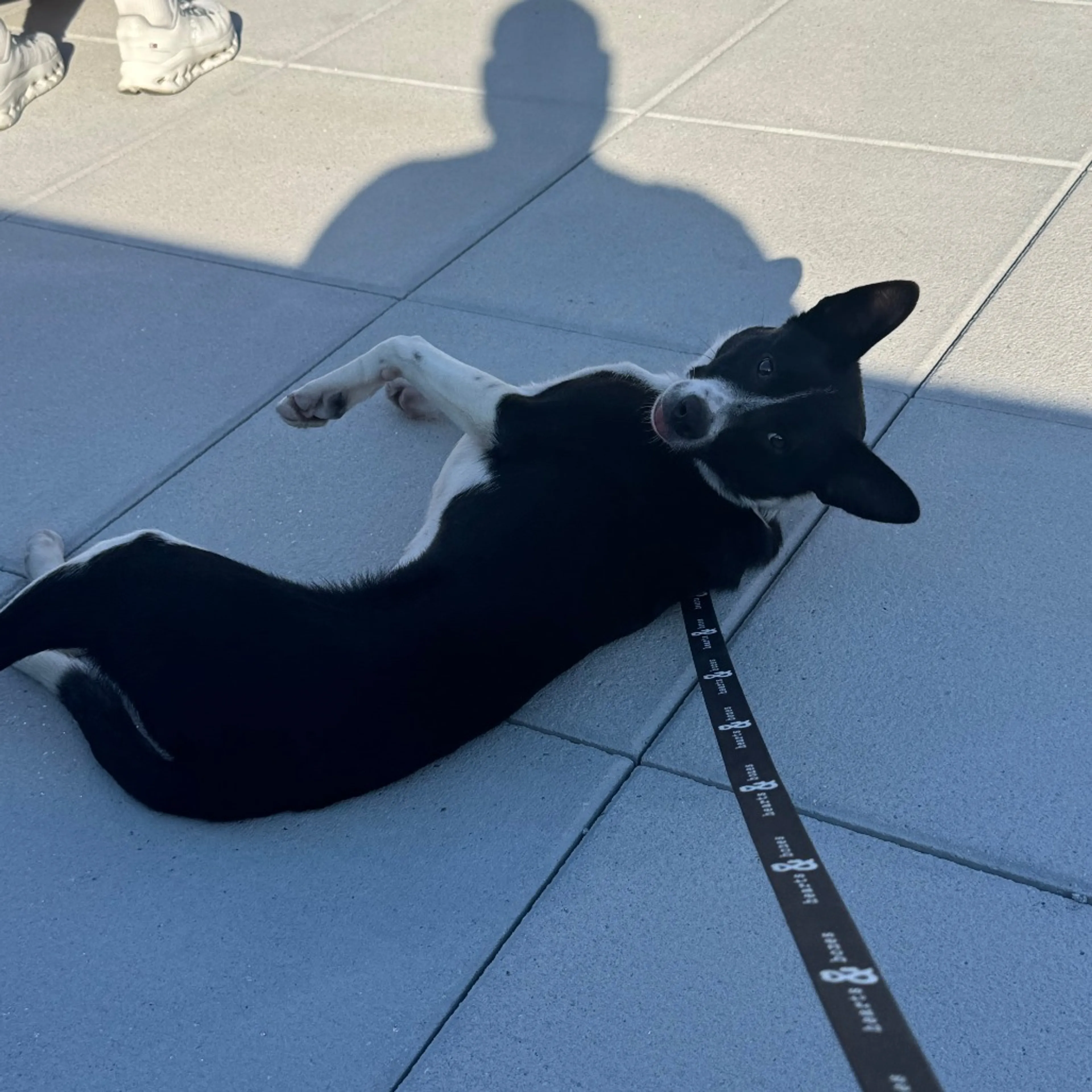 Found pet-2