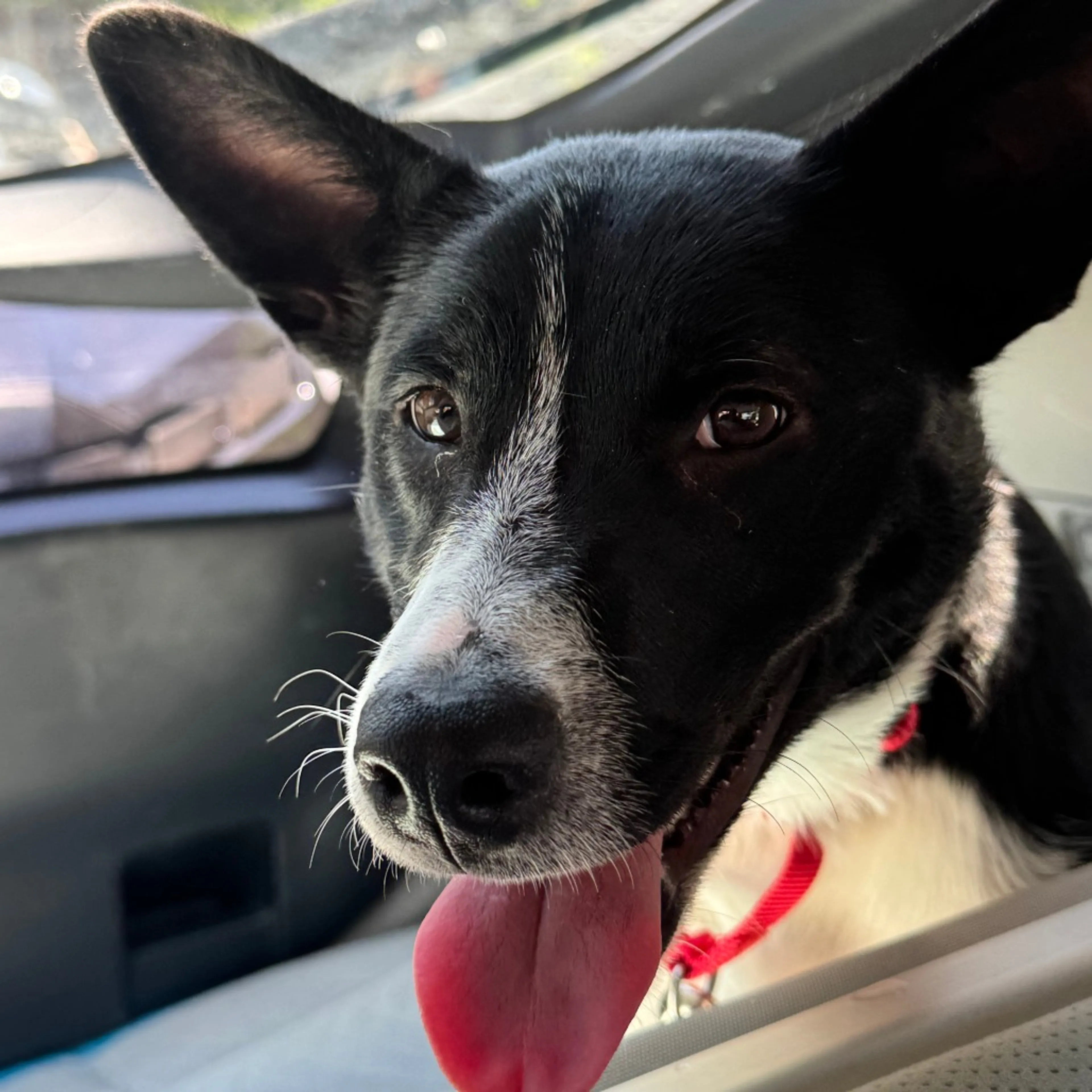 Found pet-1